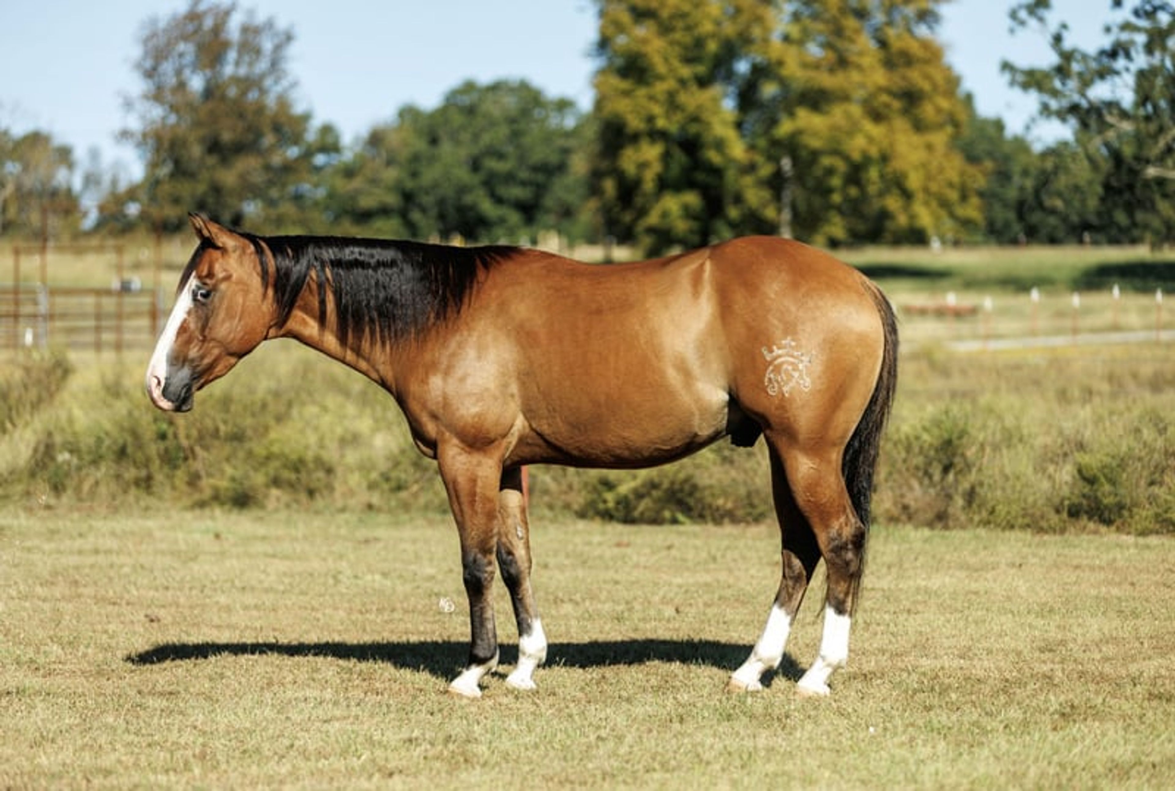 Hollywood 3 Yr old 14.3hh Dun AQHA Gelding