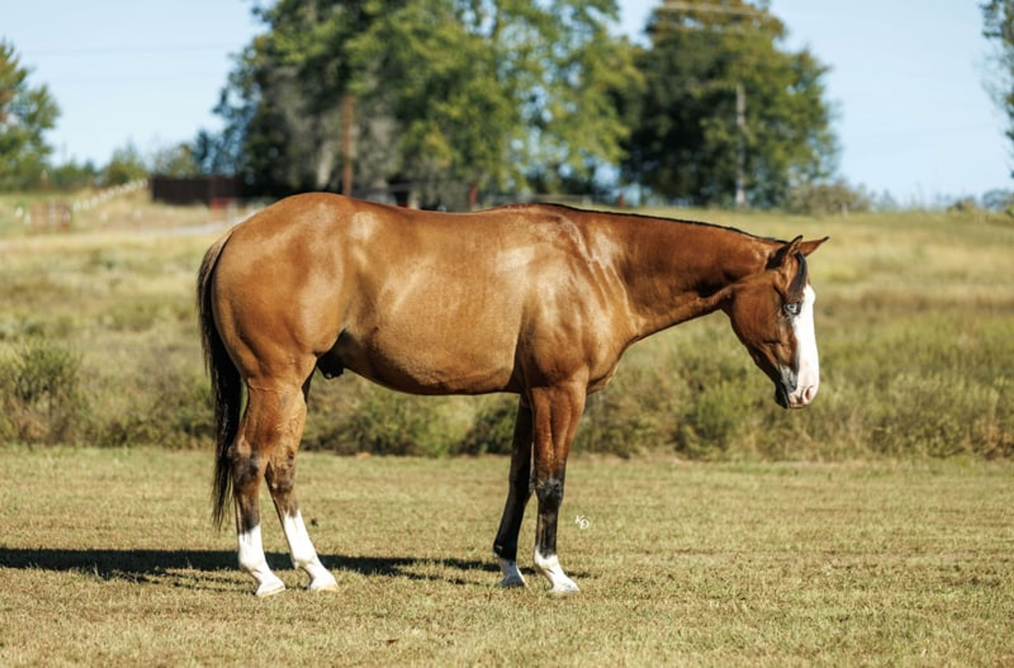 Hollywood 3 Yr old 14.3hh Dun AQHA Gelding - Image 2