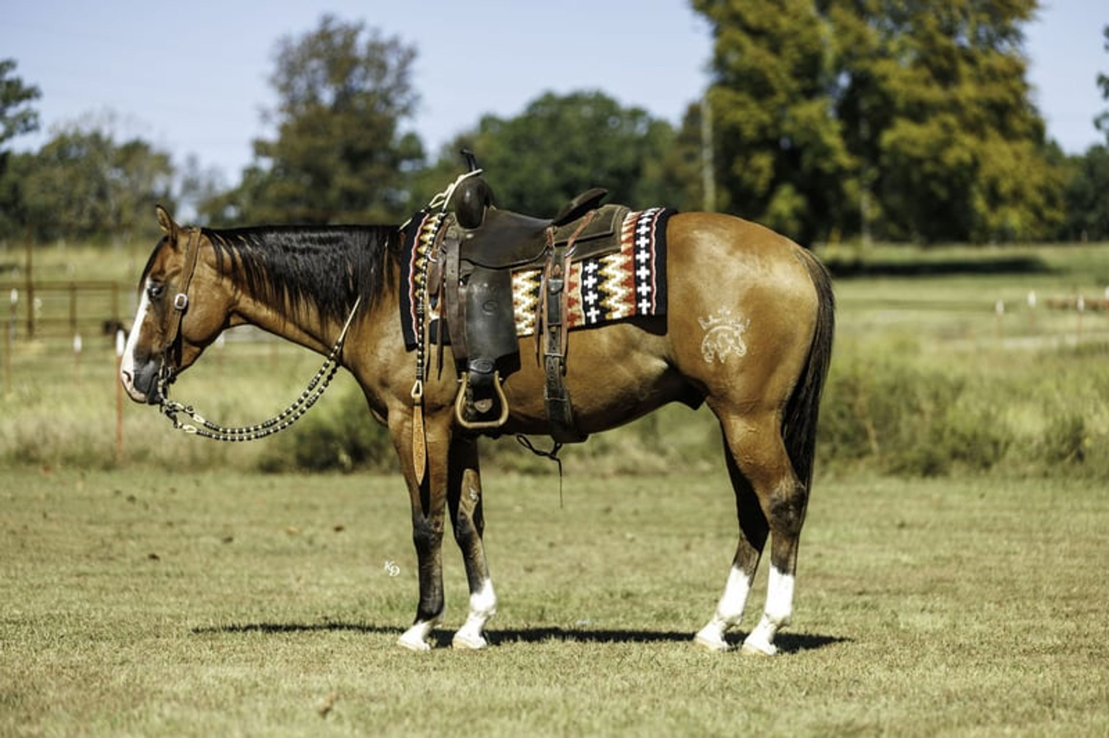 Hollywood 3 Yr old 14.3hh Dun AQHA Gelding - Image 3