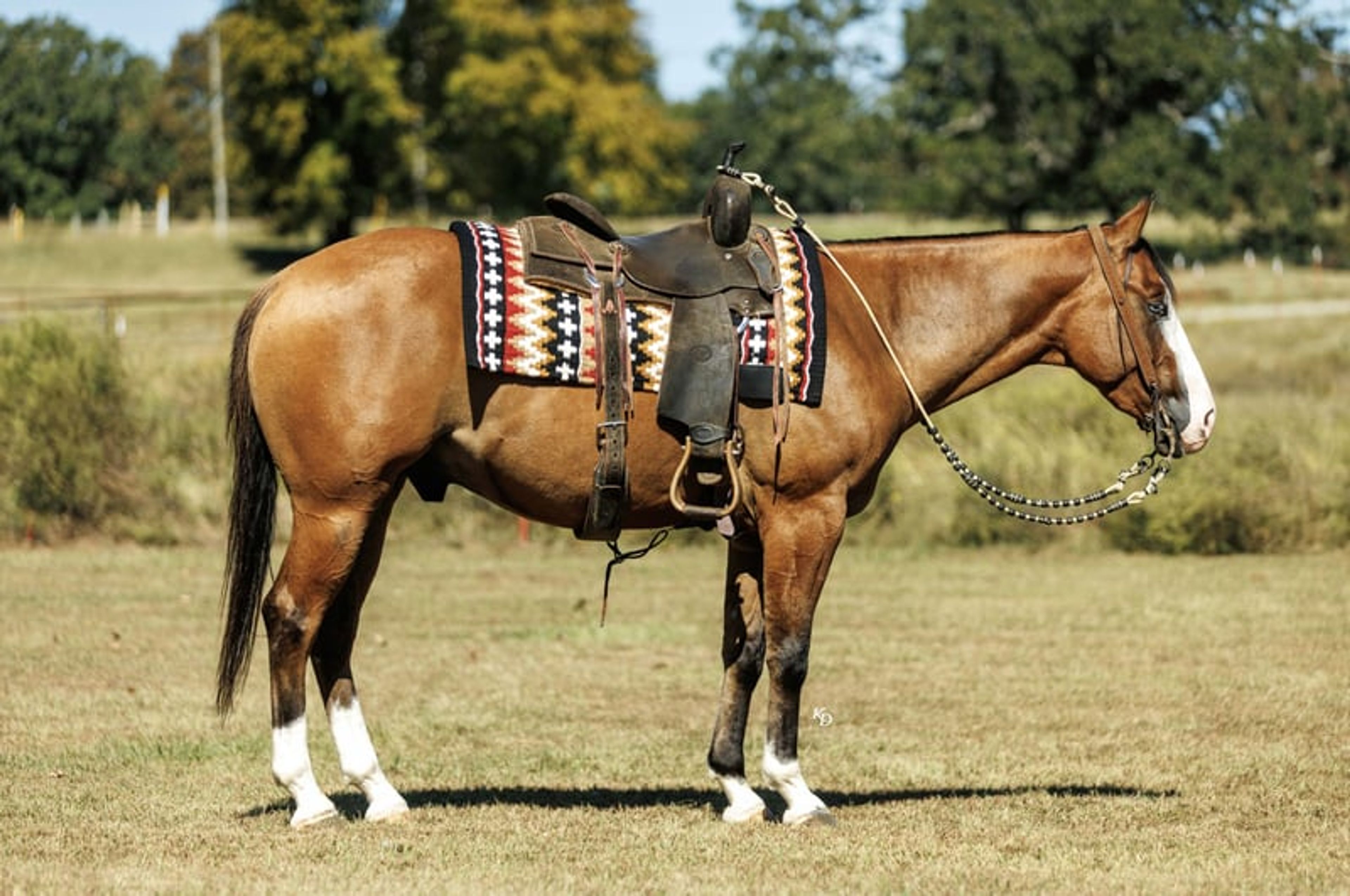 Hollywood 3 Yr old 14.3hh Dun AQHA Gelding - Image 4