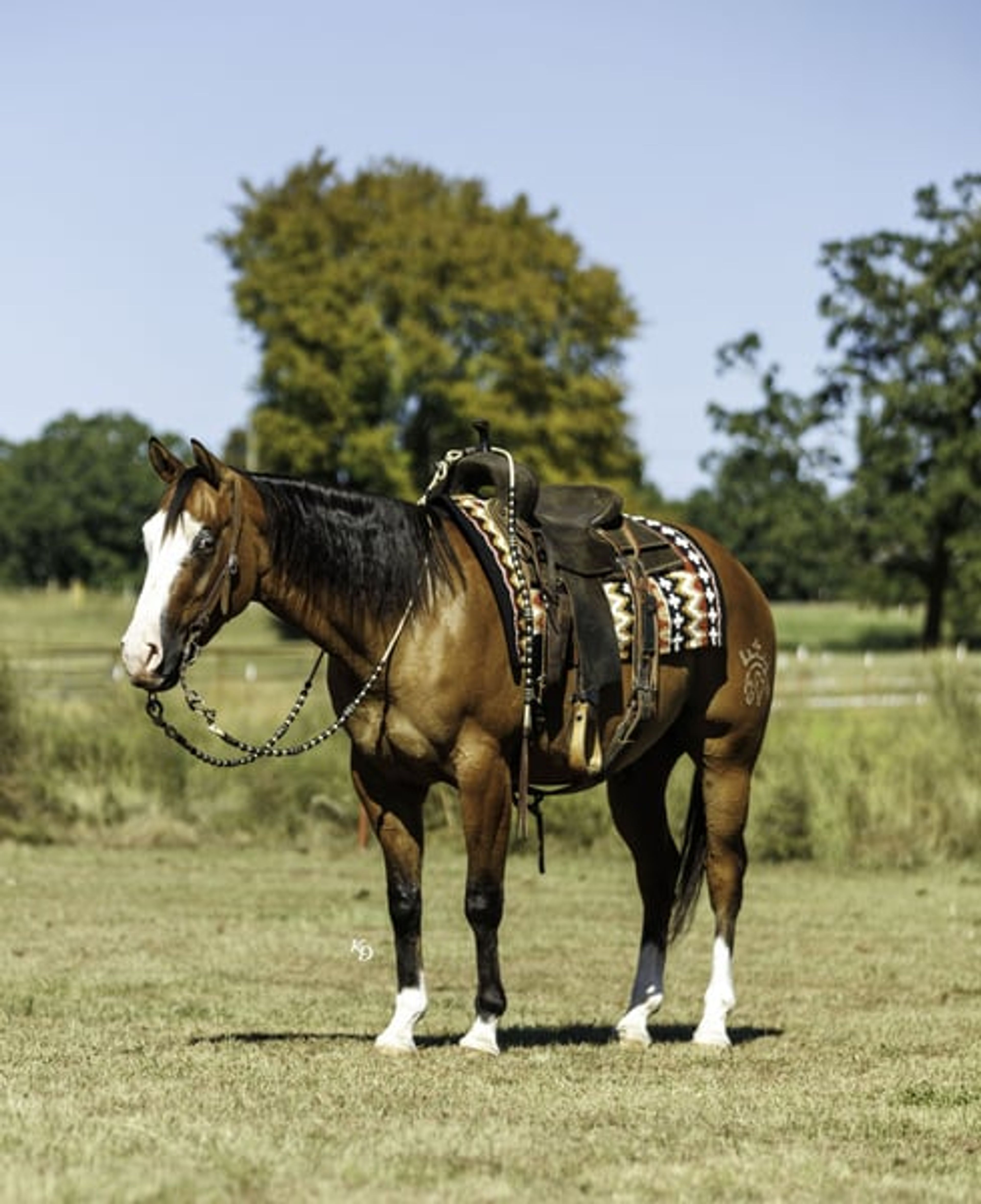 Hollywood 3 Yr old 14.3hh Dun AQHA Gelding - Image 5