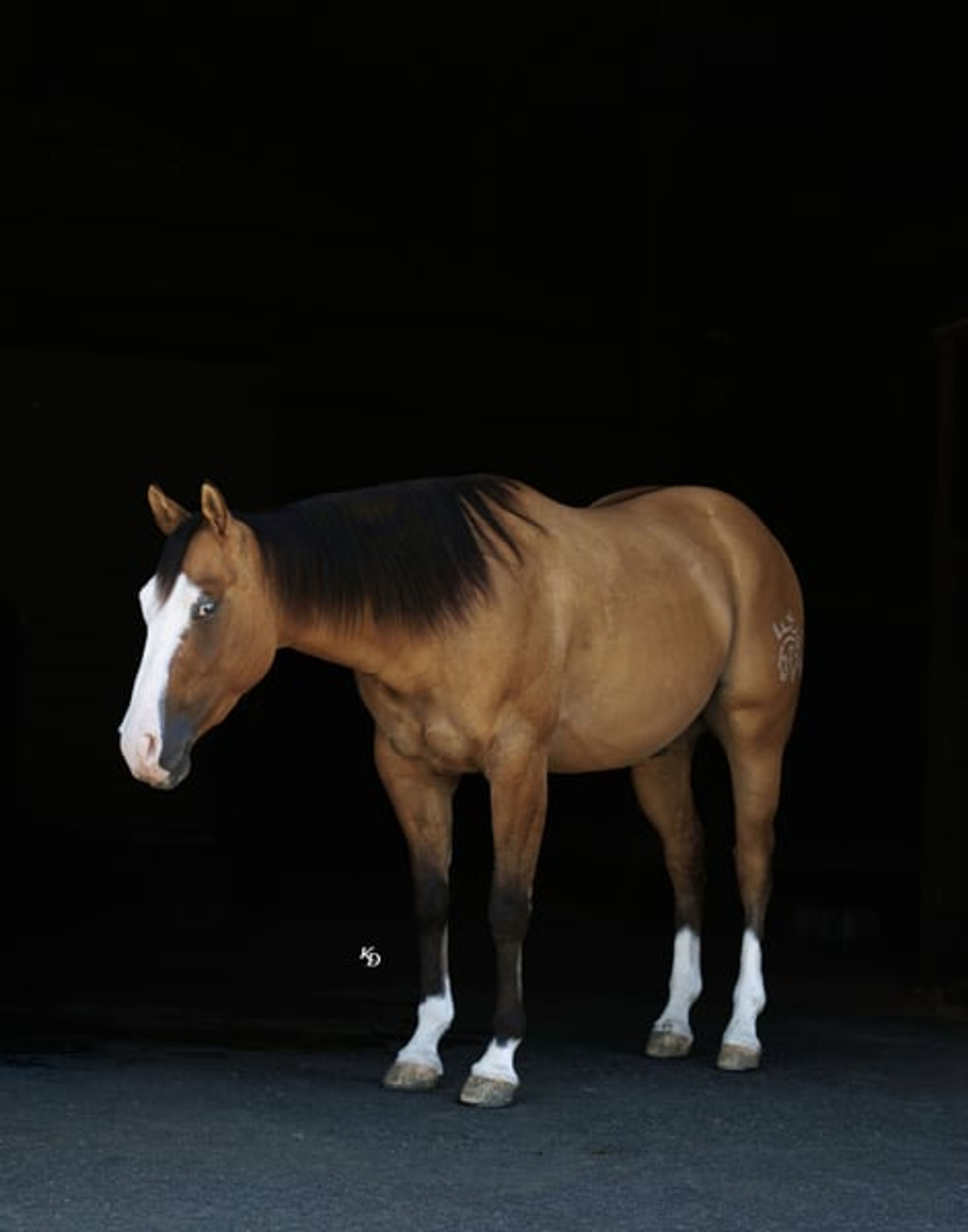 Hollywood 3 Yr old 14.3hh Dun AQHA Gelding - Image 6