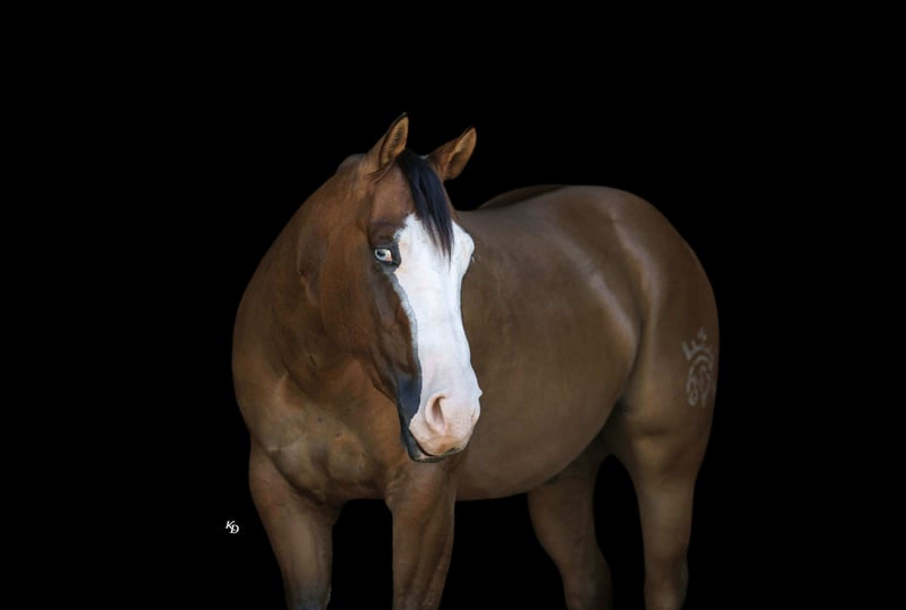 Hollywood 3 Yr old 14.3hh Dun AQHA Gelding - Image 7