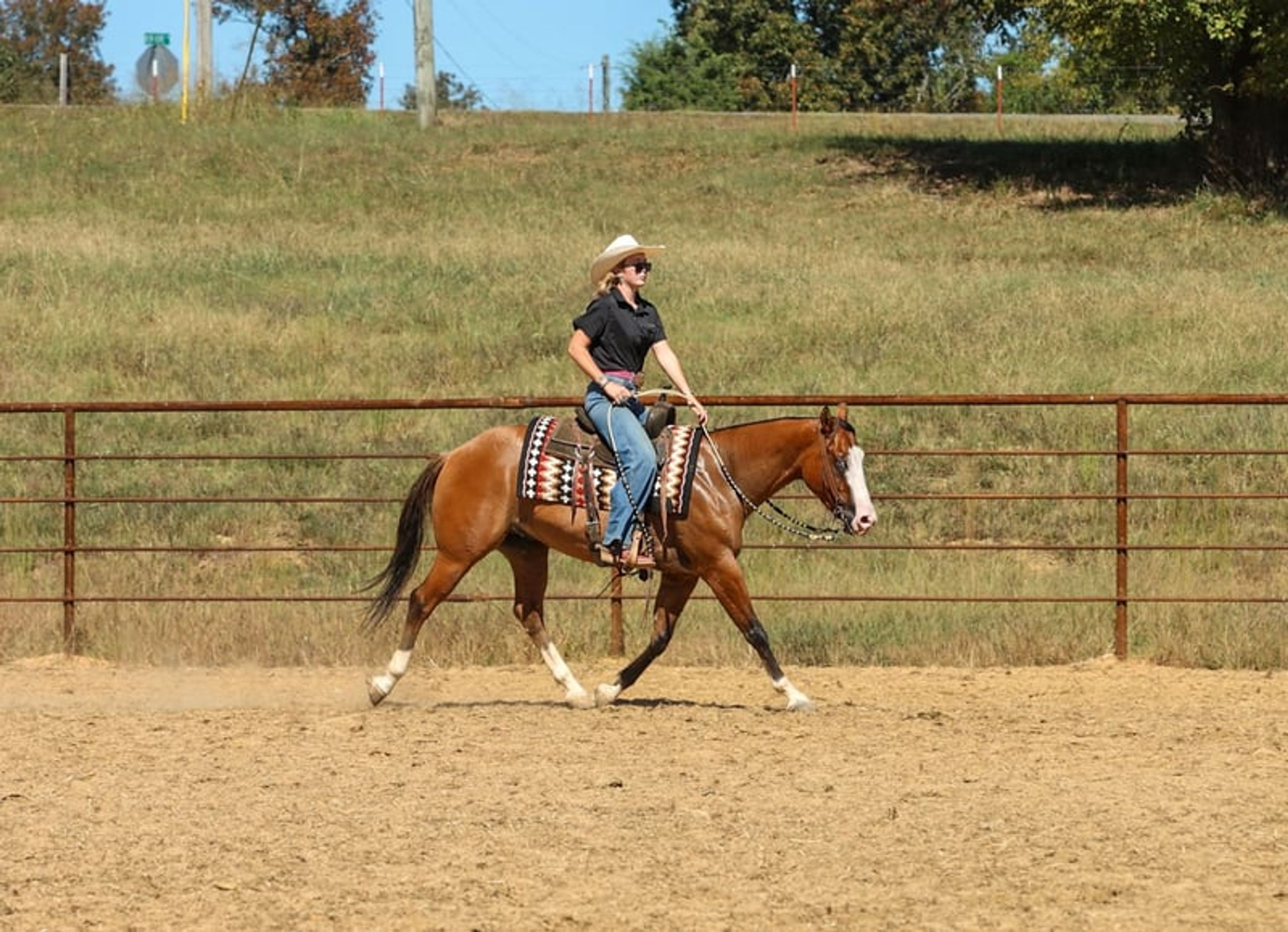 Hollywood 3 Yr old 14.3hh Dun AQHA Gelding - Image 8
