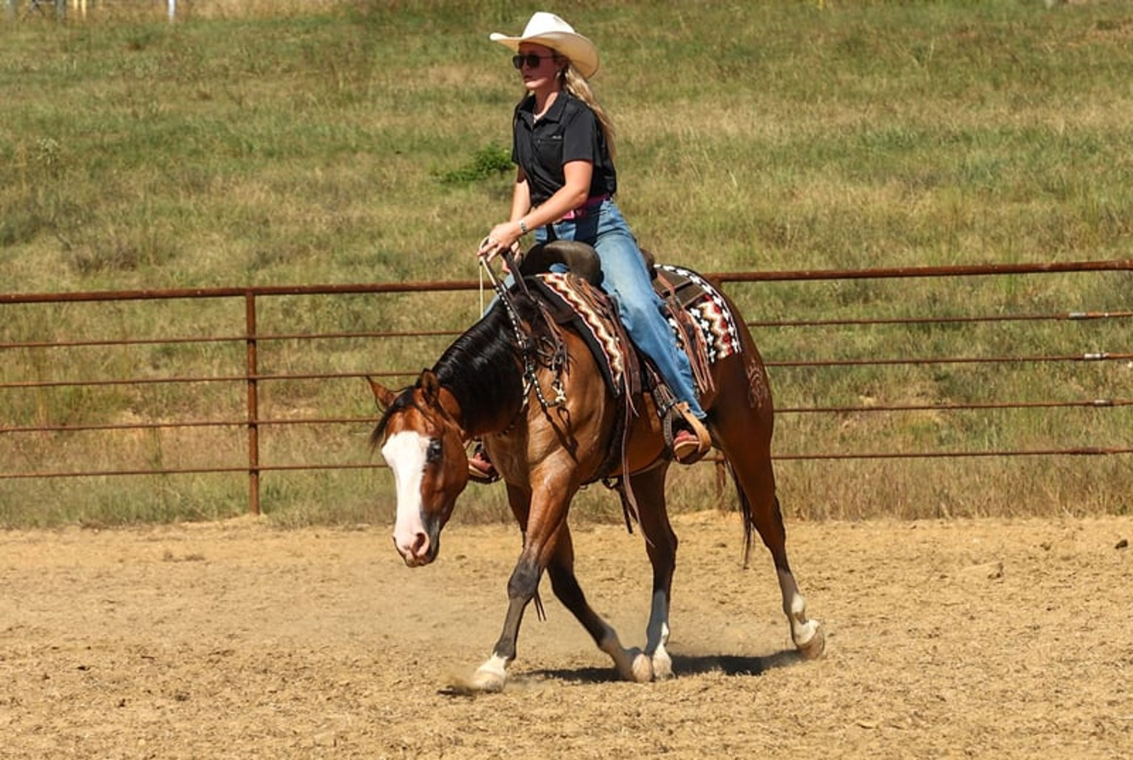 Hollywood 3 Yr old 14.3hh Dun AQHA Gelding - Image 9