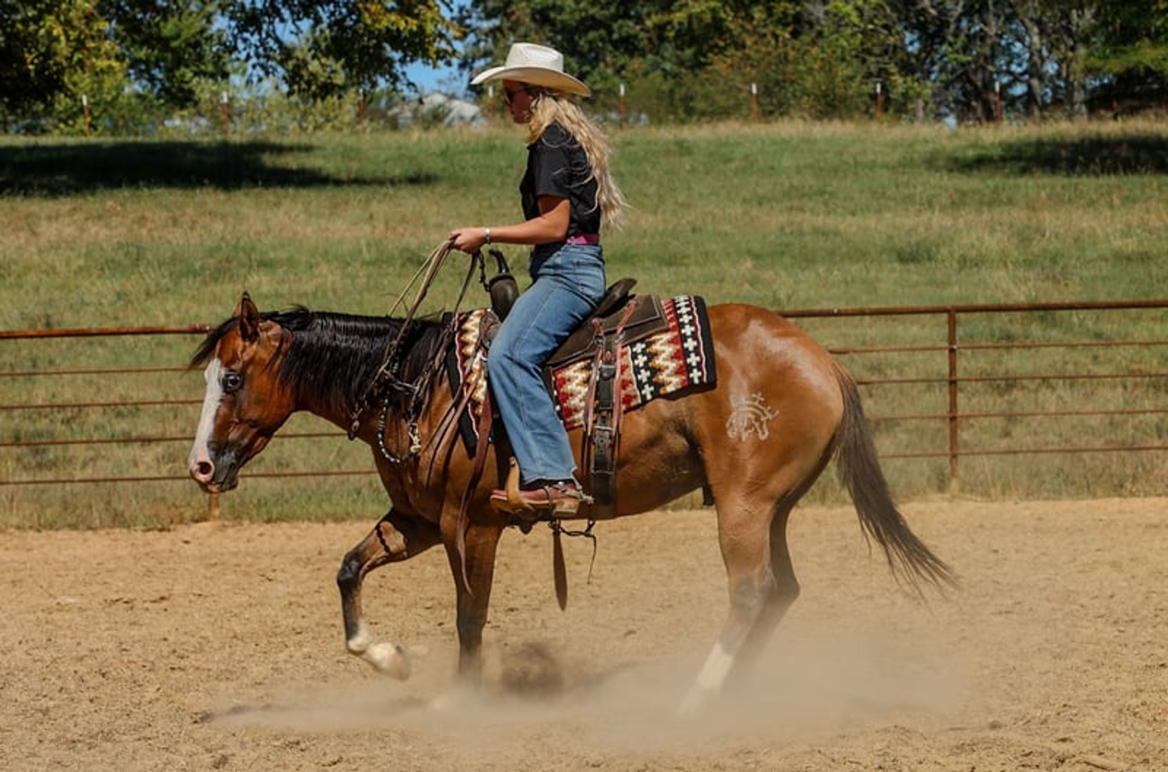 Hollywood 3 Yr old 14.3hh Dun AQHA Gelding - Image 10