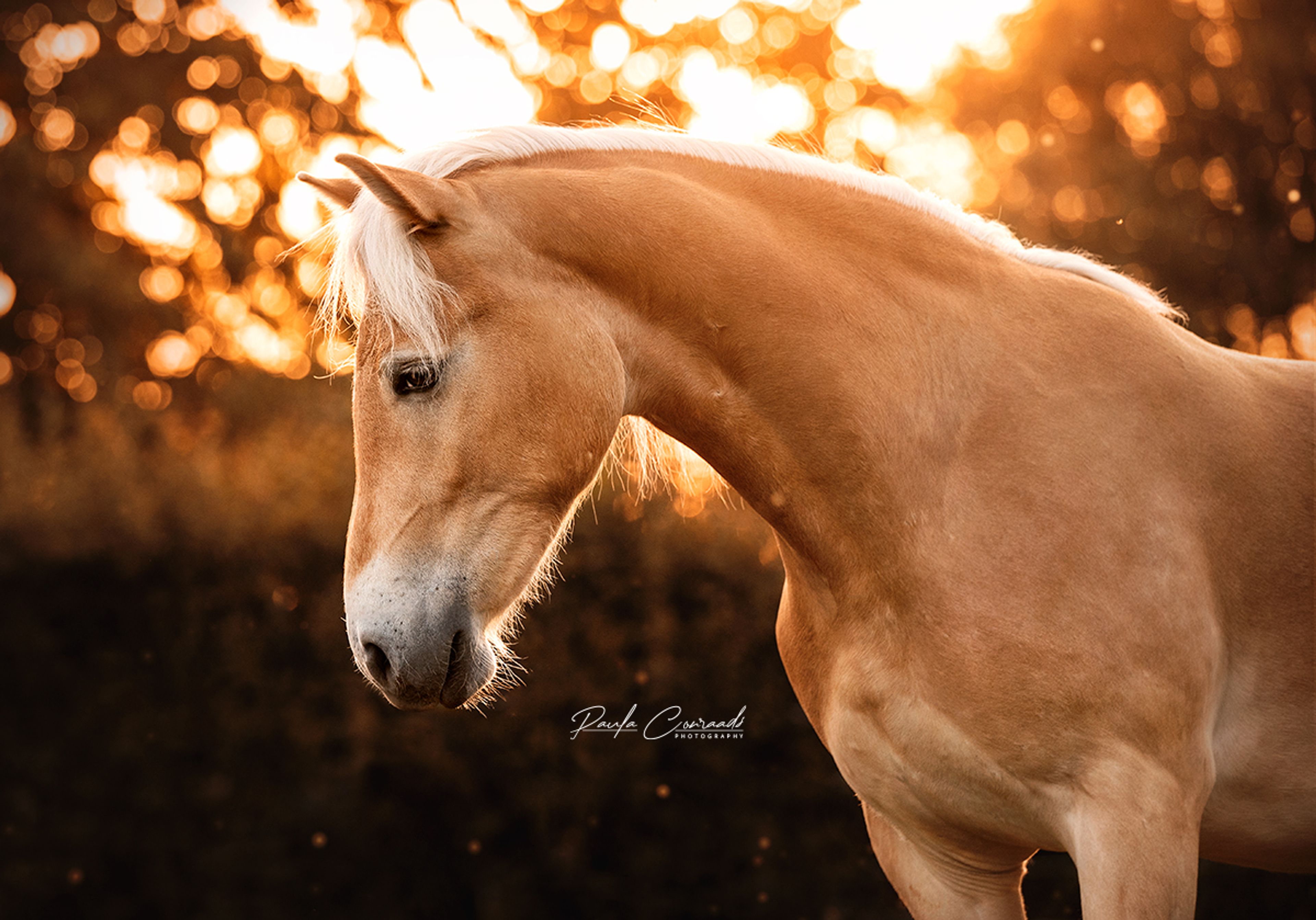 Storm van ‘t Friede - Image 3