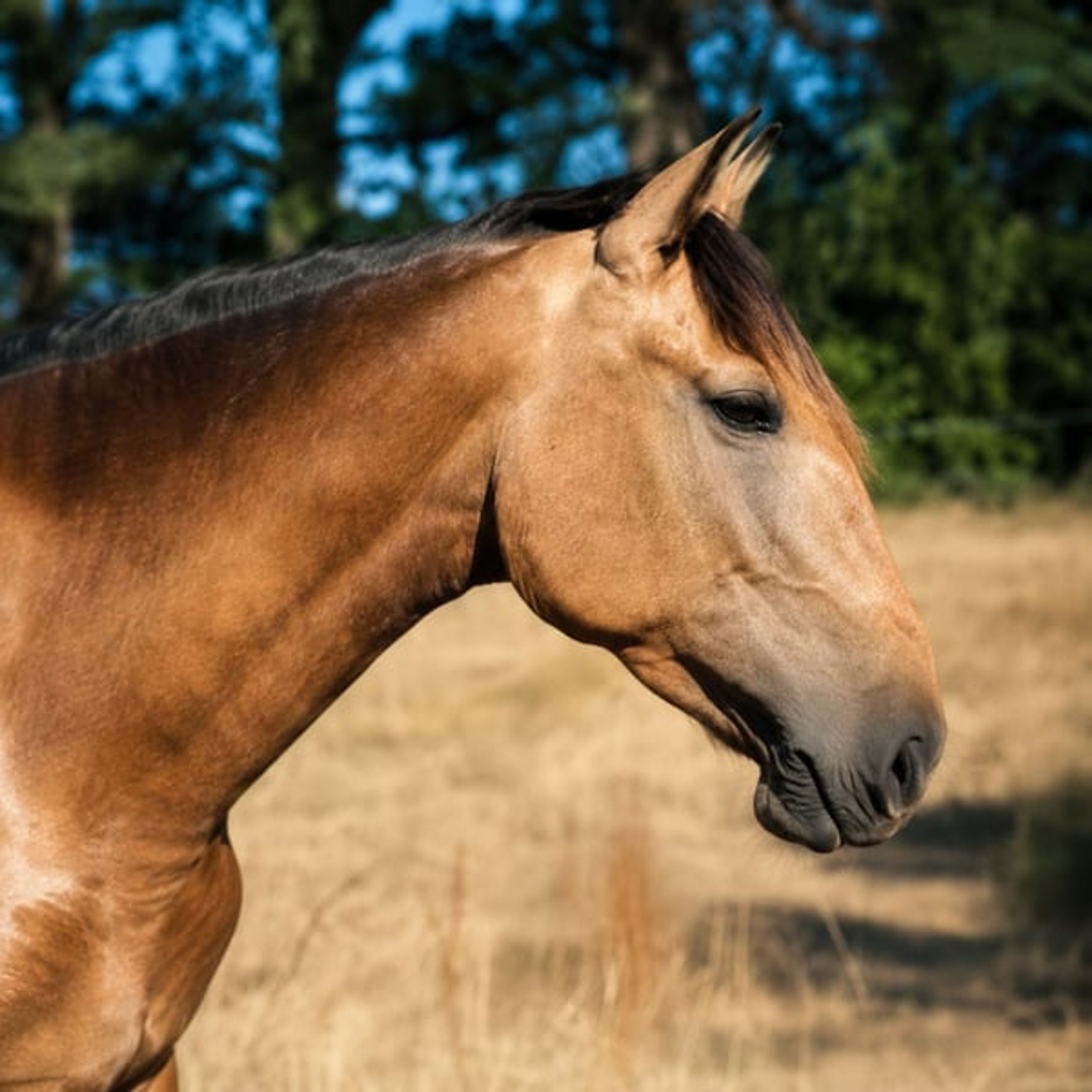 Nova GE – Pure Spanish Horse (PRE), mare, 3.5 years old, buckskin - Image 1
