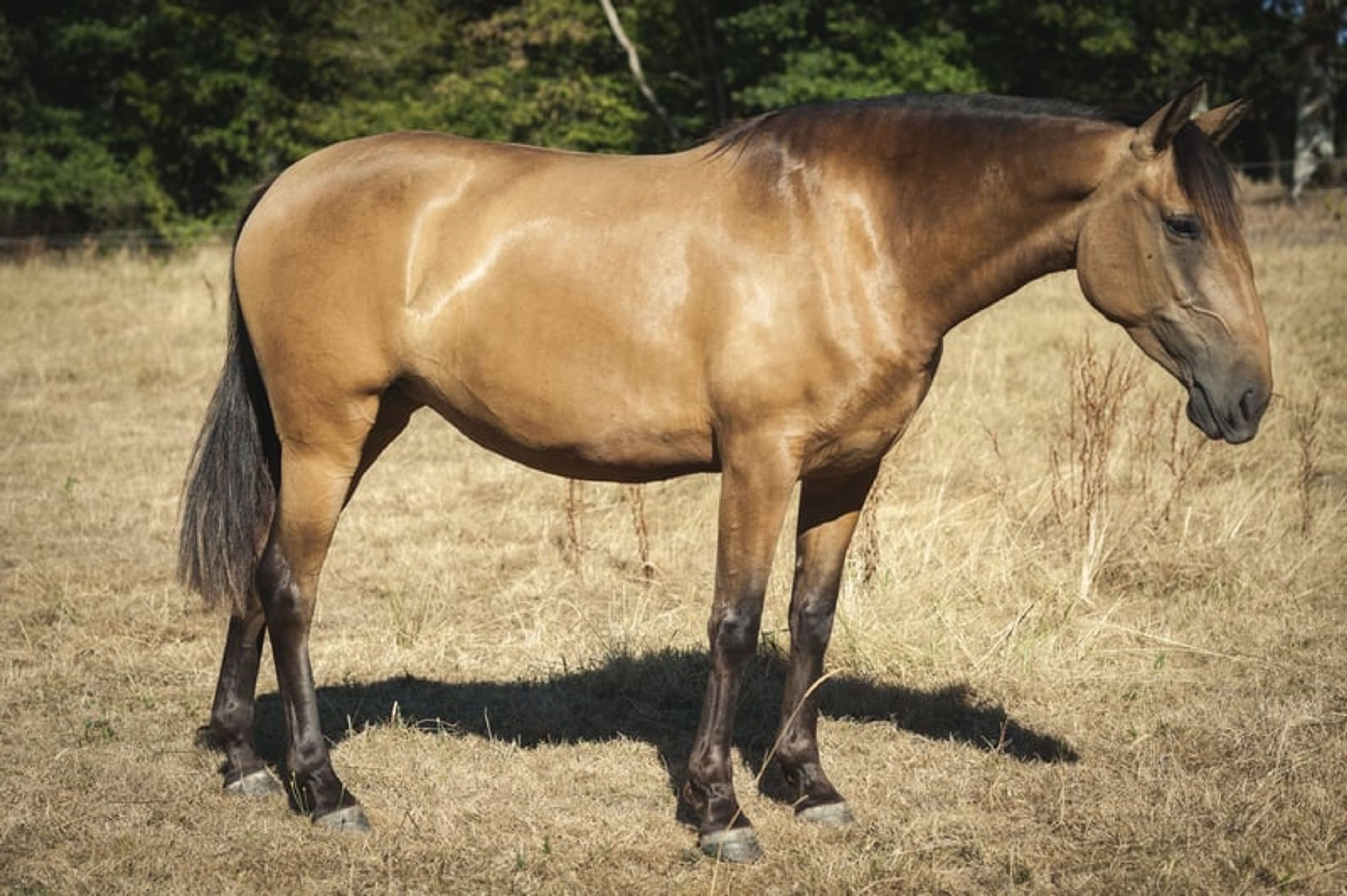 Nova GE – Pure Spanish Horse (PRE), mare, 3.5 years old, buckskin - Image 2