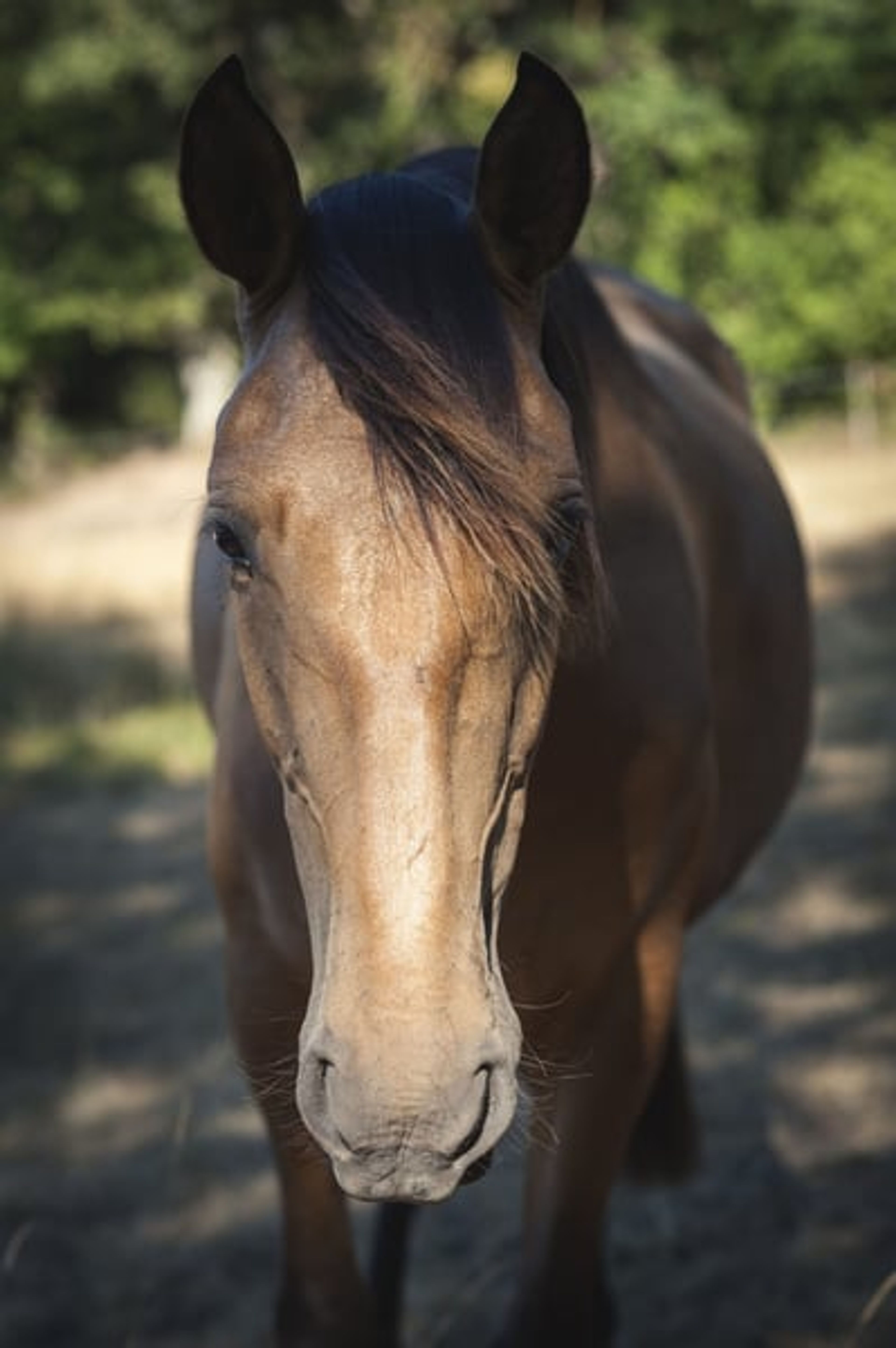 Nova GE – Pure Spanish Horse (PRE), mare, 3.5 years old, buckskin - Image 3