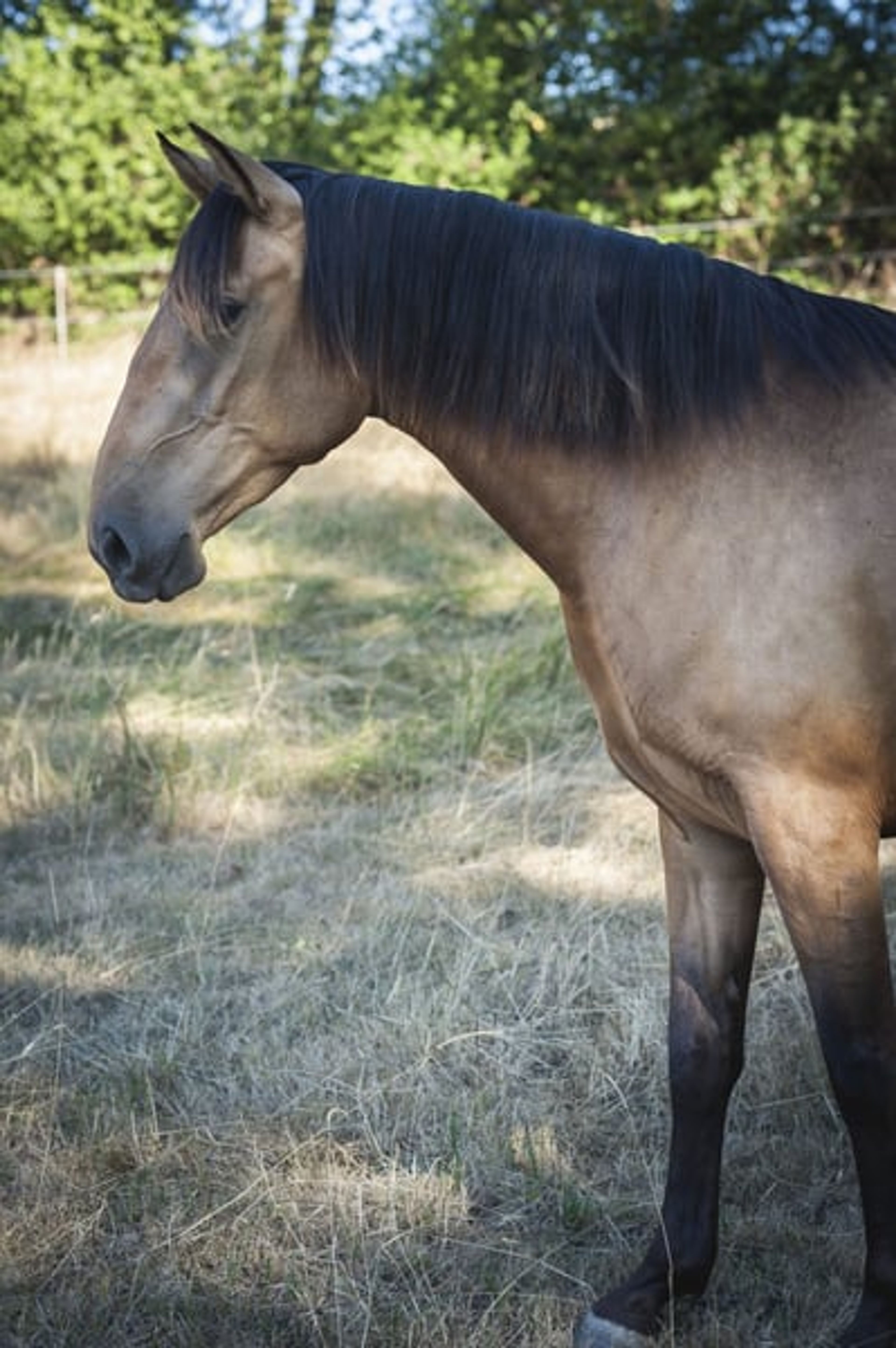 Nova GE – Pure Spanish Horse (PRE), mare, 3.5 years old, buckskin - Image 4