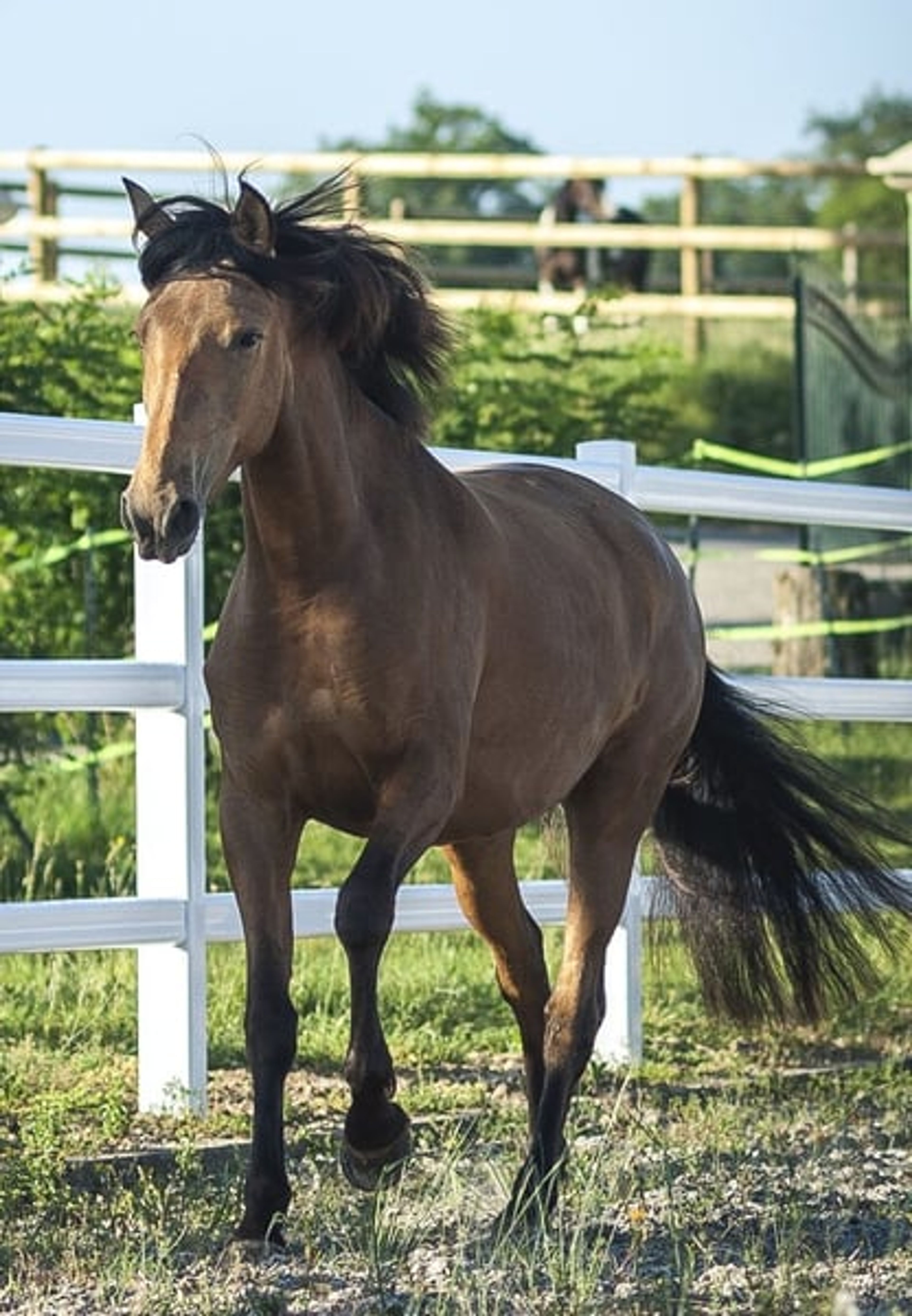 Nova GE – Pure Spanish Horse (PRE), mare, 3.5 years old, buckskin - Image 5