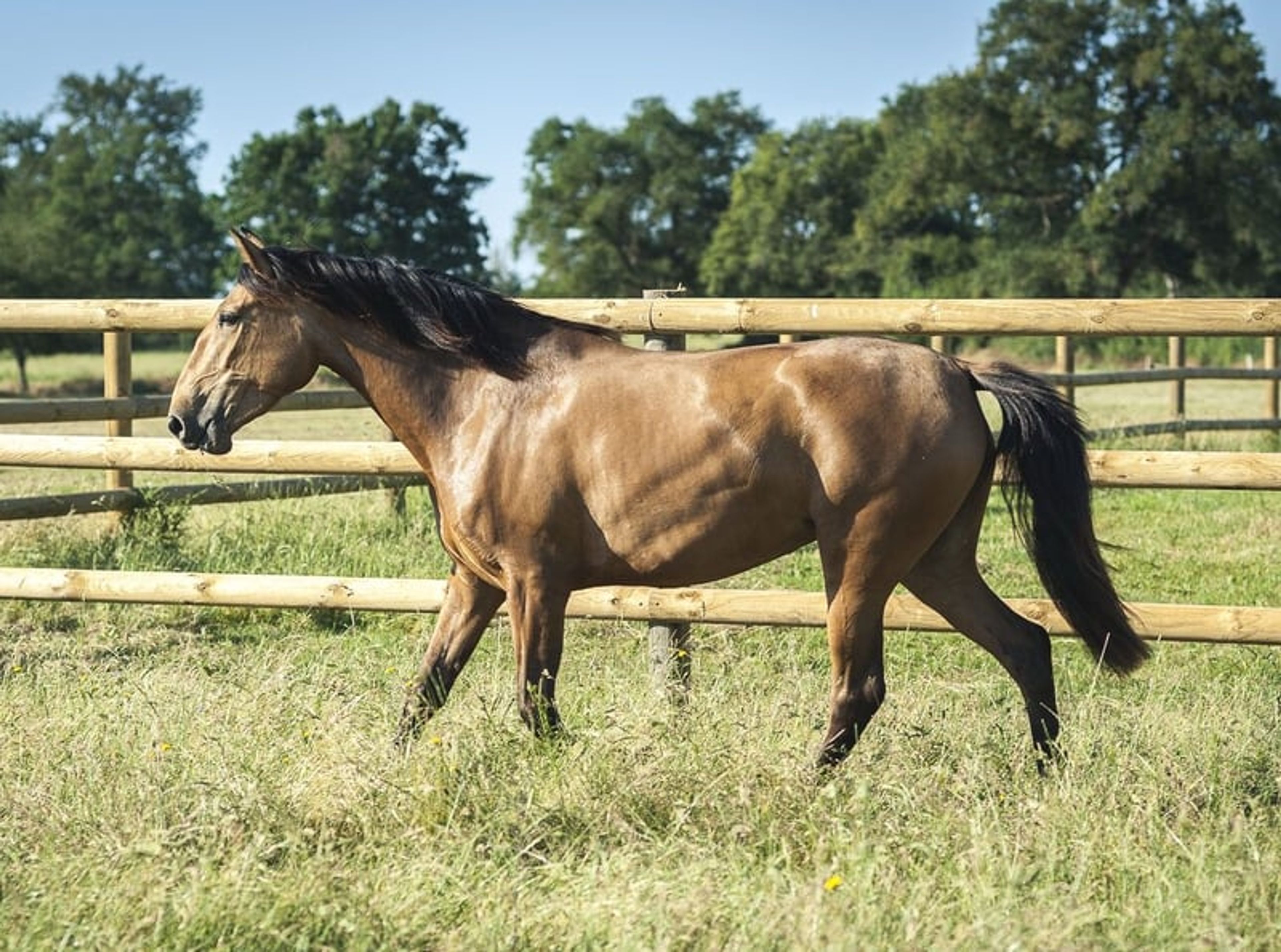 Nova GE – Pure Spanish Horse (PRE), mare, 3.5 years old, buckskin - Image 6