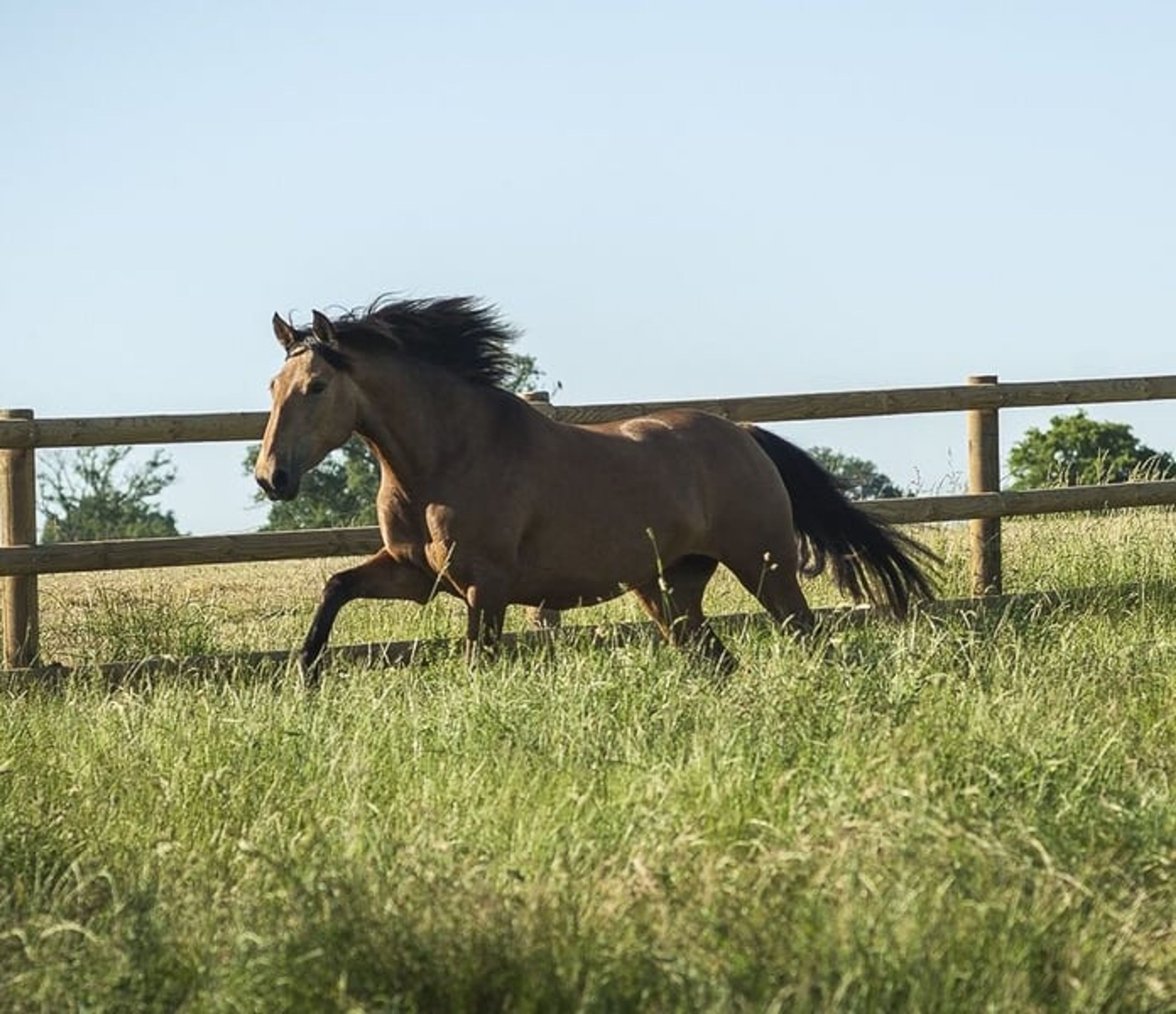 Nova GE – Pure Spanish Horse (PRE), mare, 3.5 years old, buckskin - Image 7