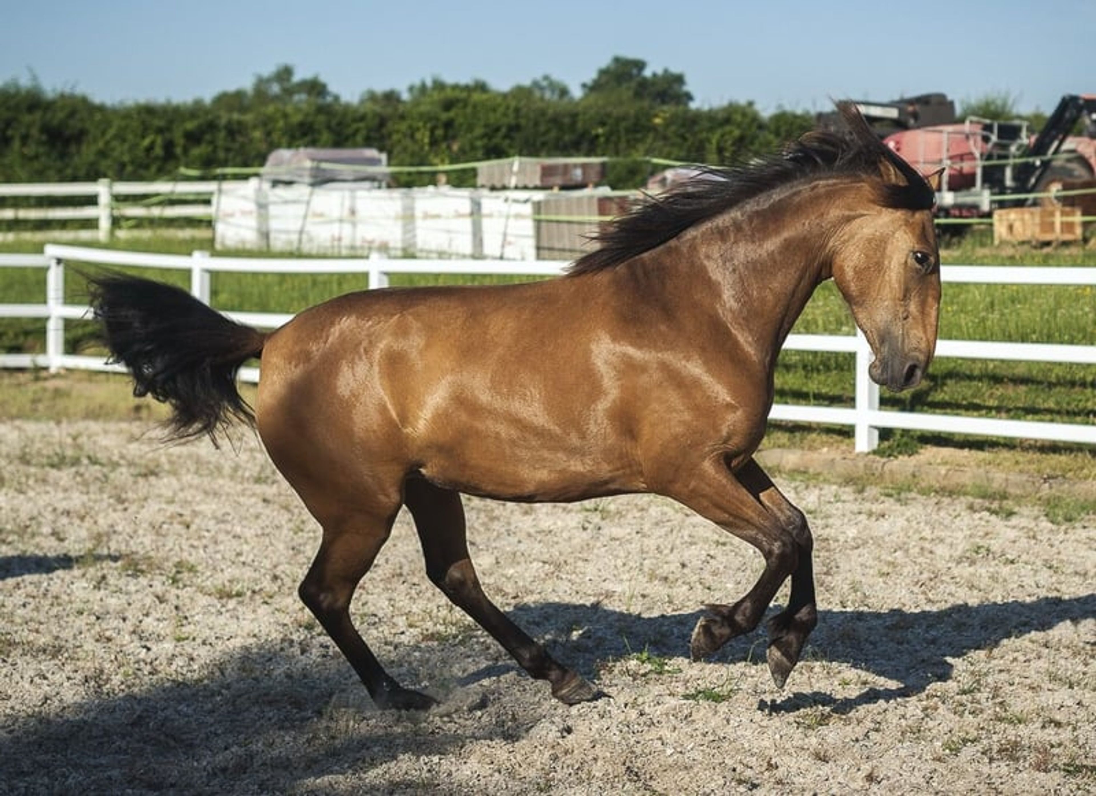 Nova GE – Pure Spanish Horse (PRE), mare, 3.5 years old, buckskin - Image 9