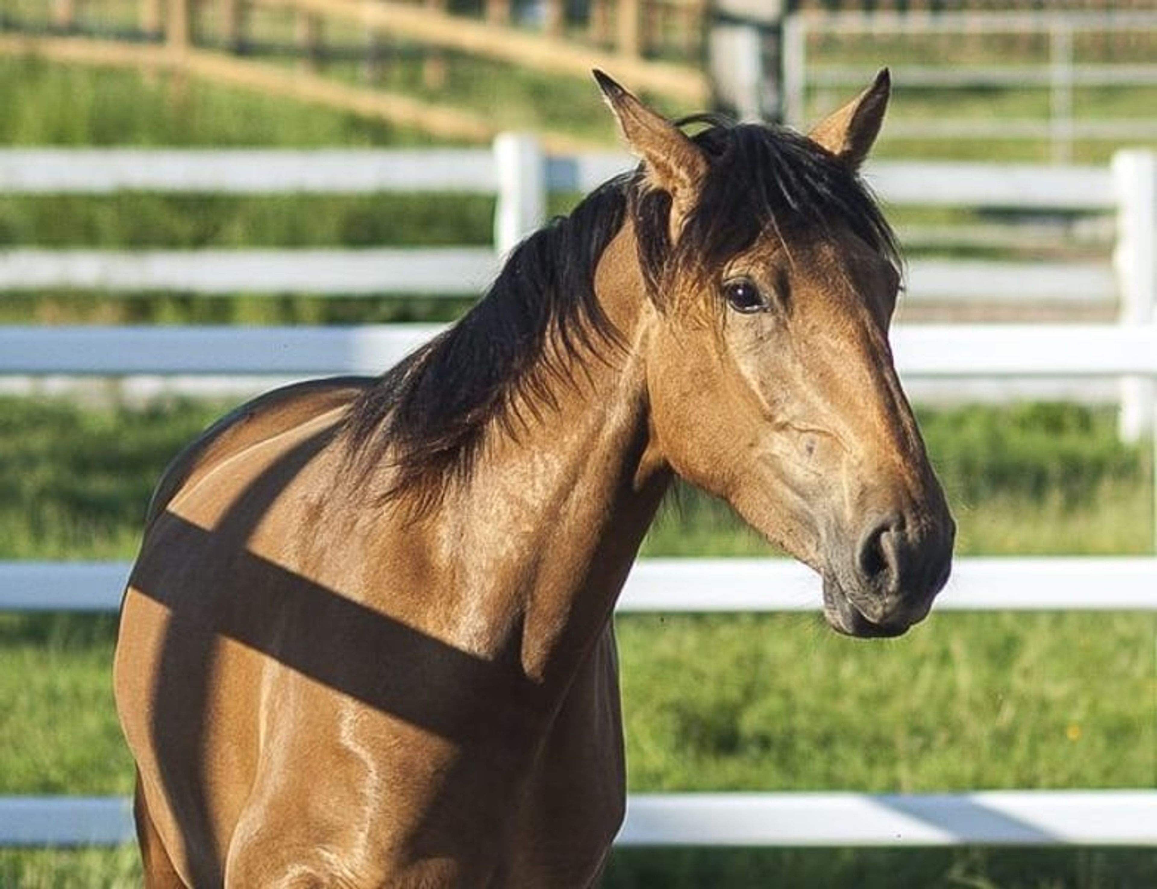 Nova GE – Pure Spanish Horse (PRE), mare, 3.5 years old, buckskin - Image 10