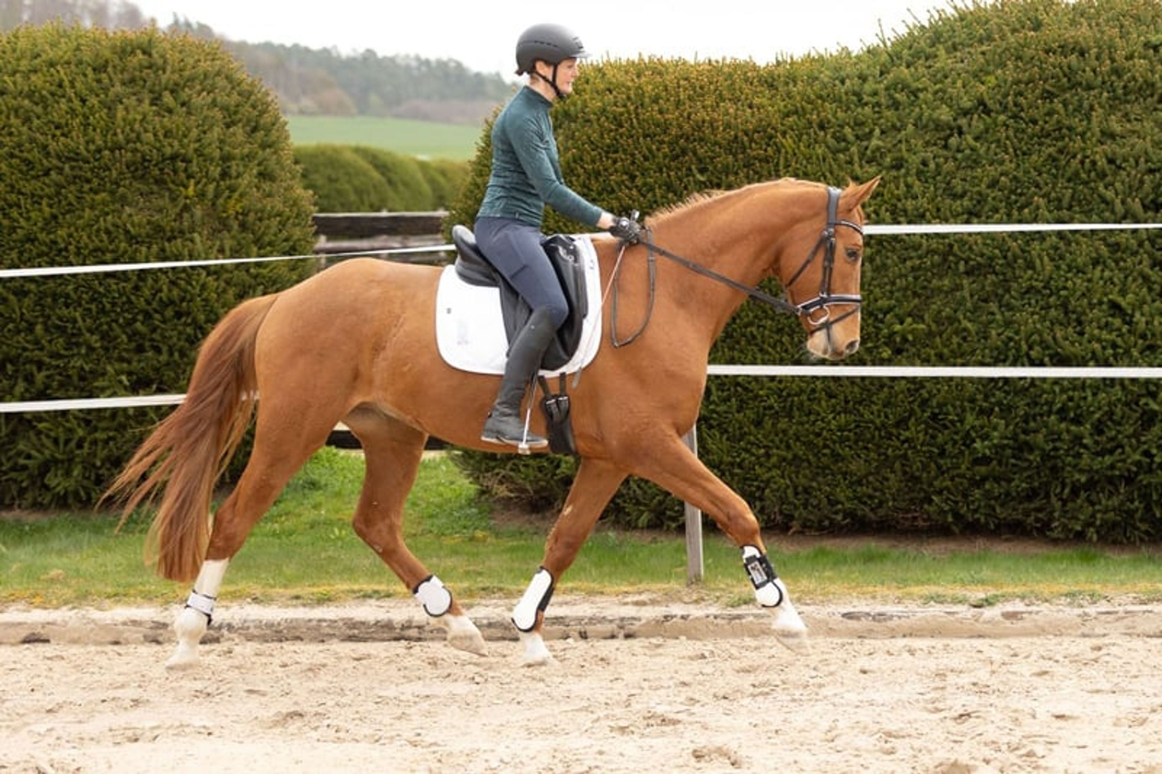 Friendly all-rounder suitable for all disciplines of equestrian sport