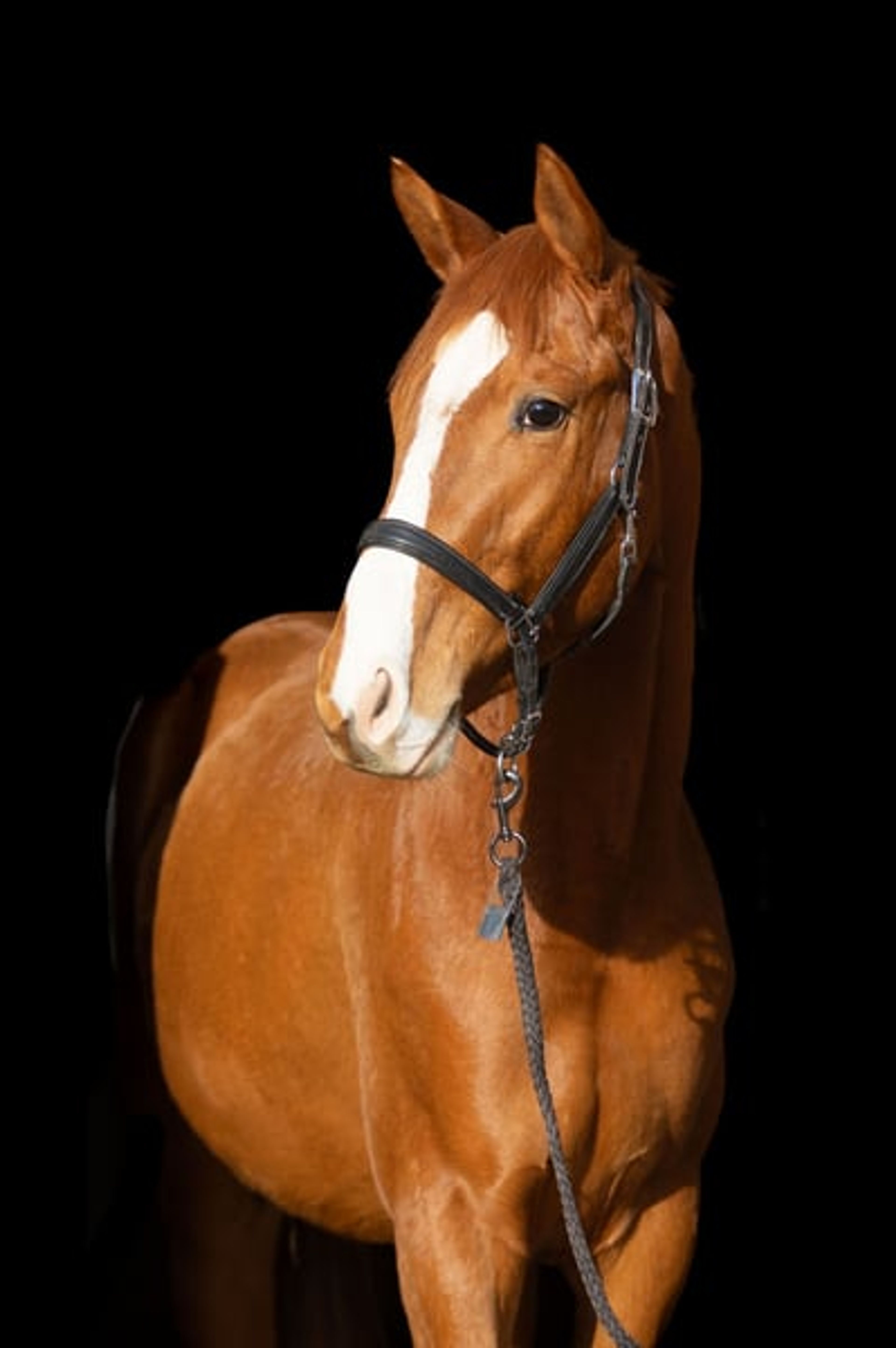 Friendly all-rounder suitable for all disciplines of equestrian sport - Image 2