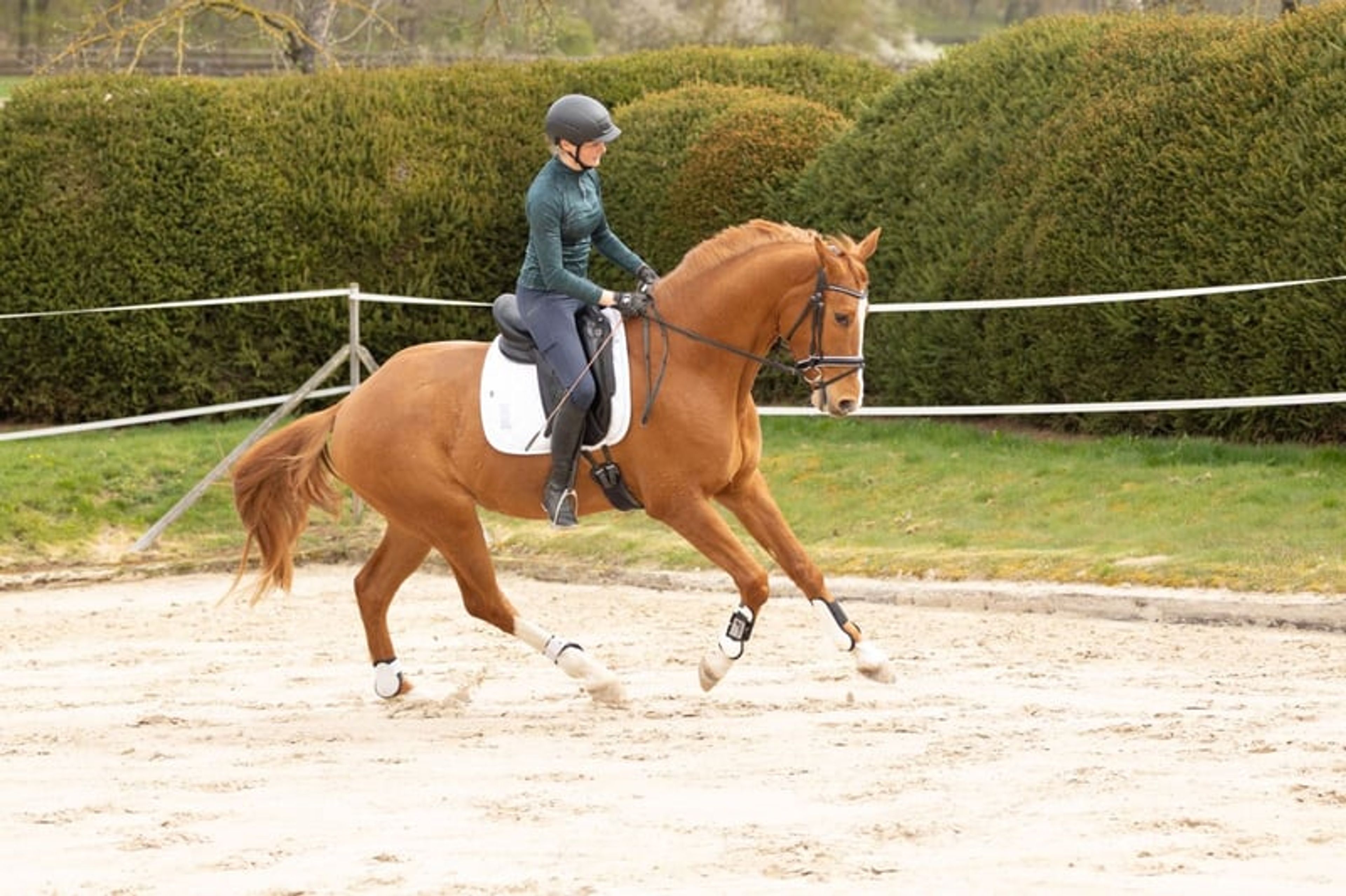 Friendly all-rounder suitable for all disciplines of equestrian sport - Image 3