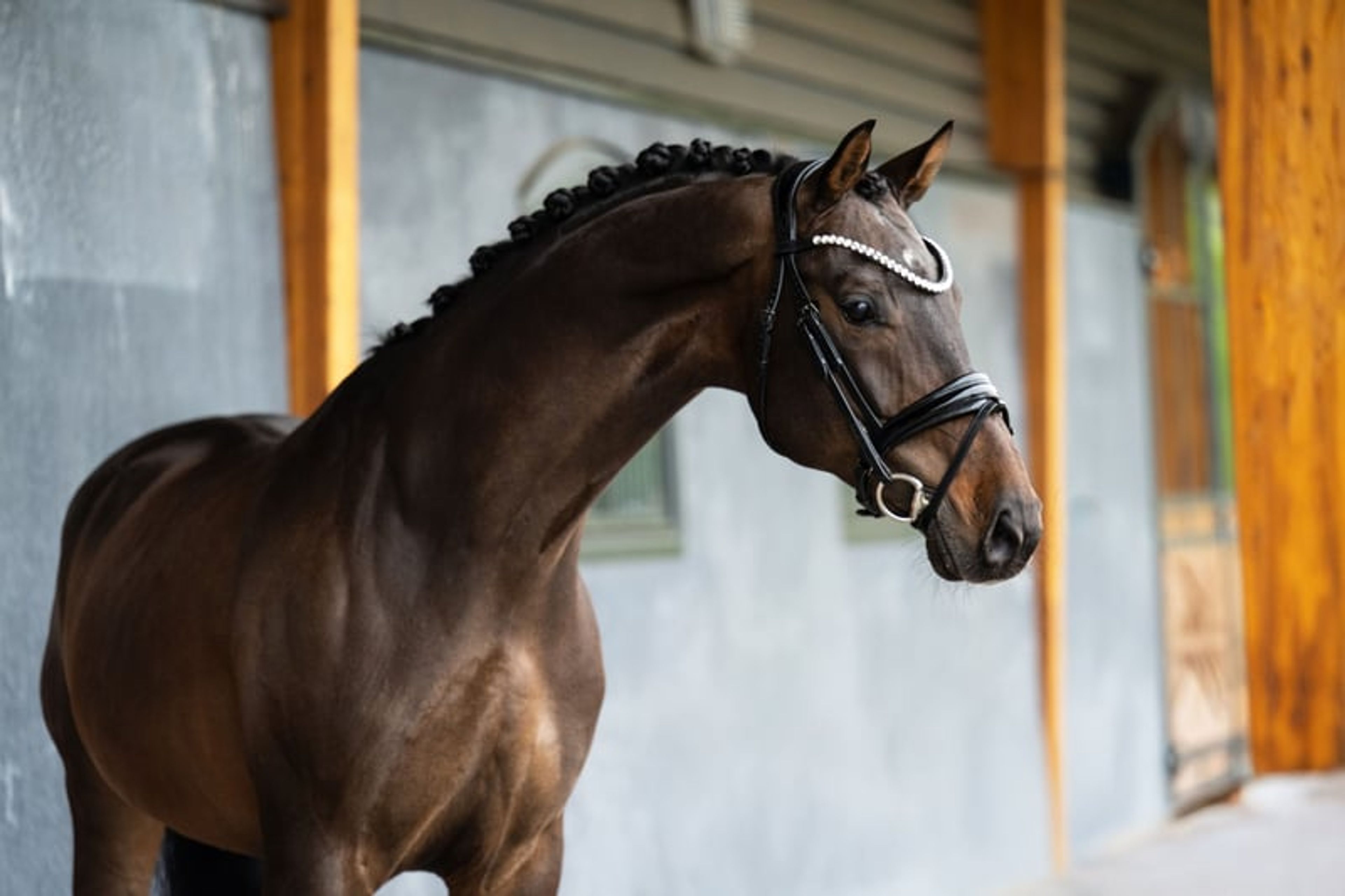 Lord Glamourdale - Exciting 9yo gelding For Sale!
