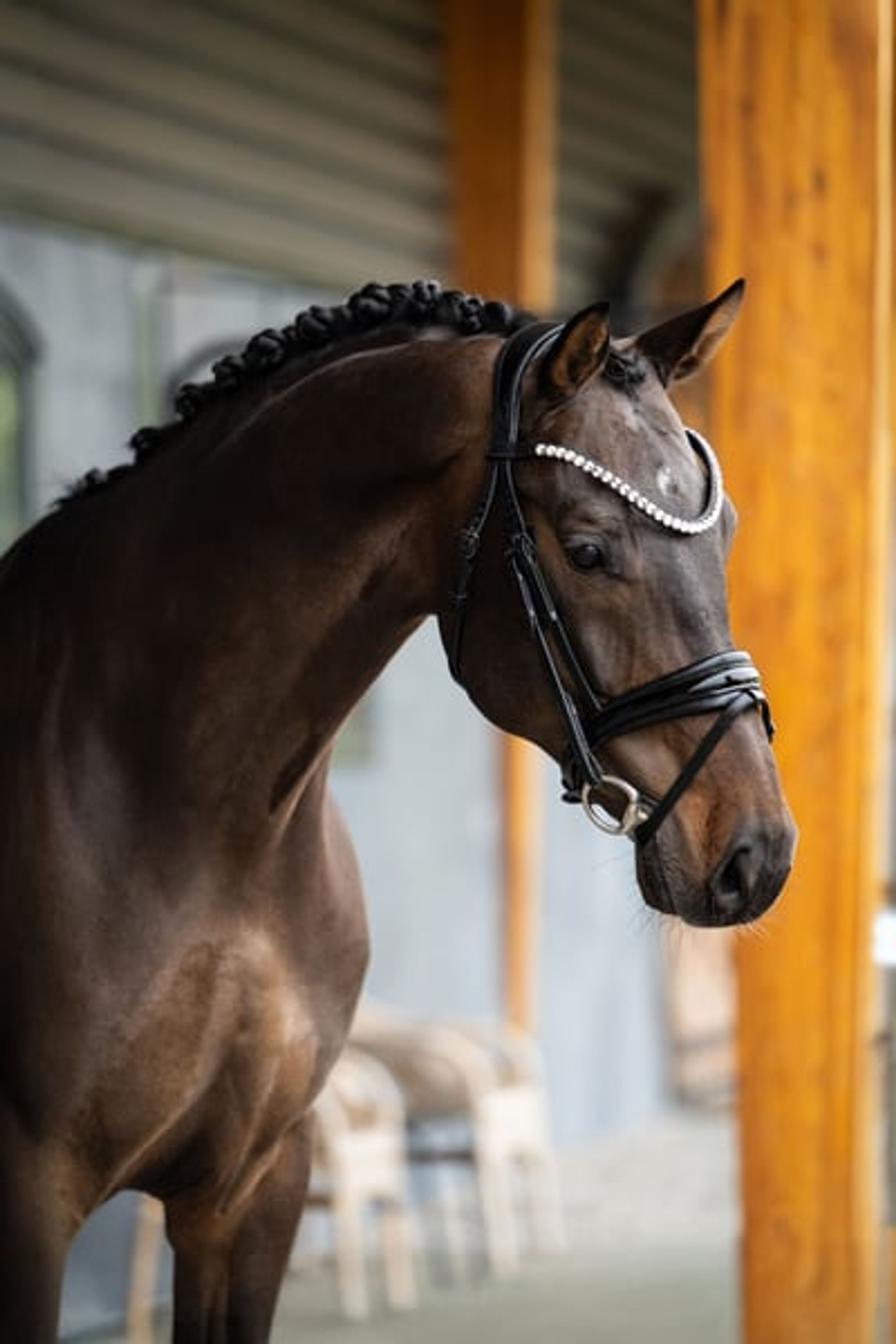 Lord Glamourdale - Exciting 9yo gelding For Sale! - Image 2