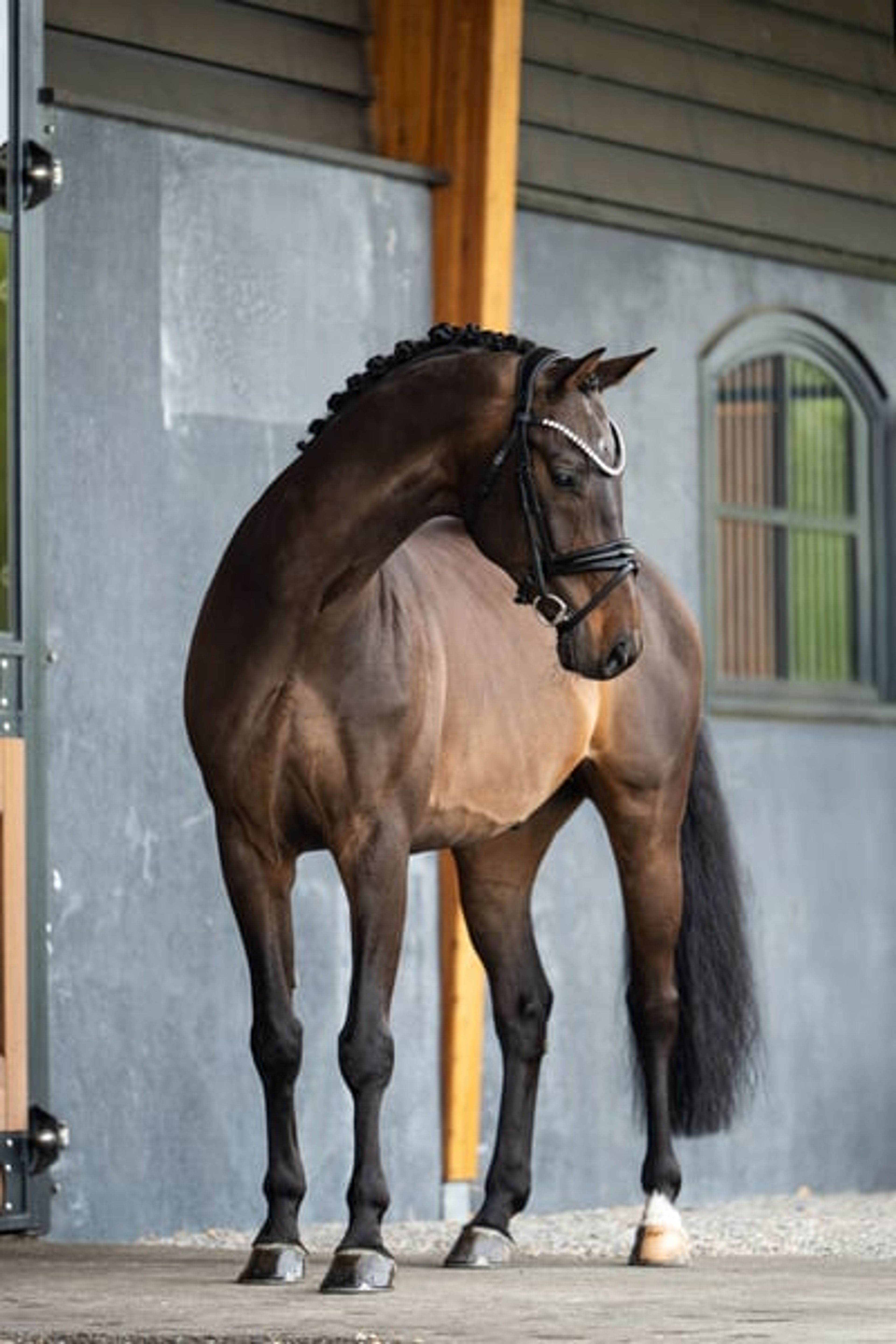 Lord Glamourdale - Exciting 9yo gelding For Sale! - Image 3