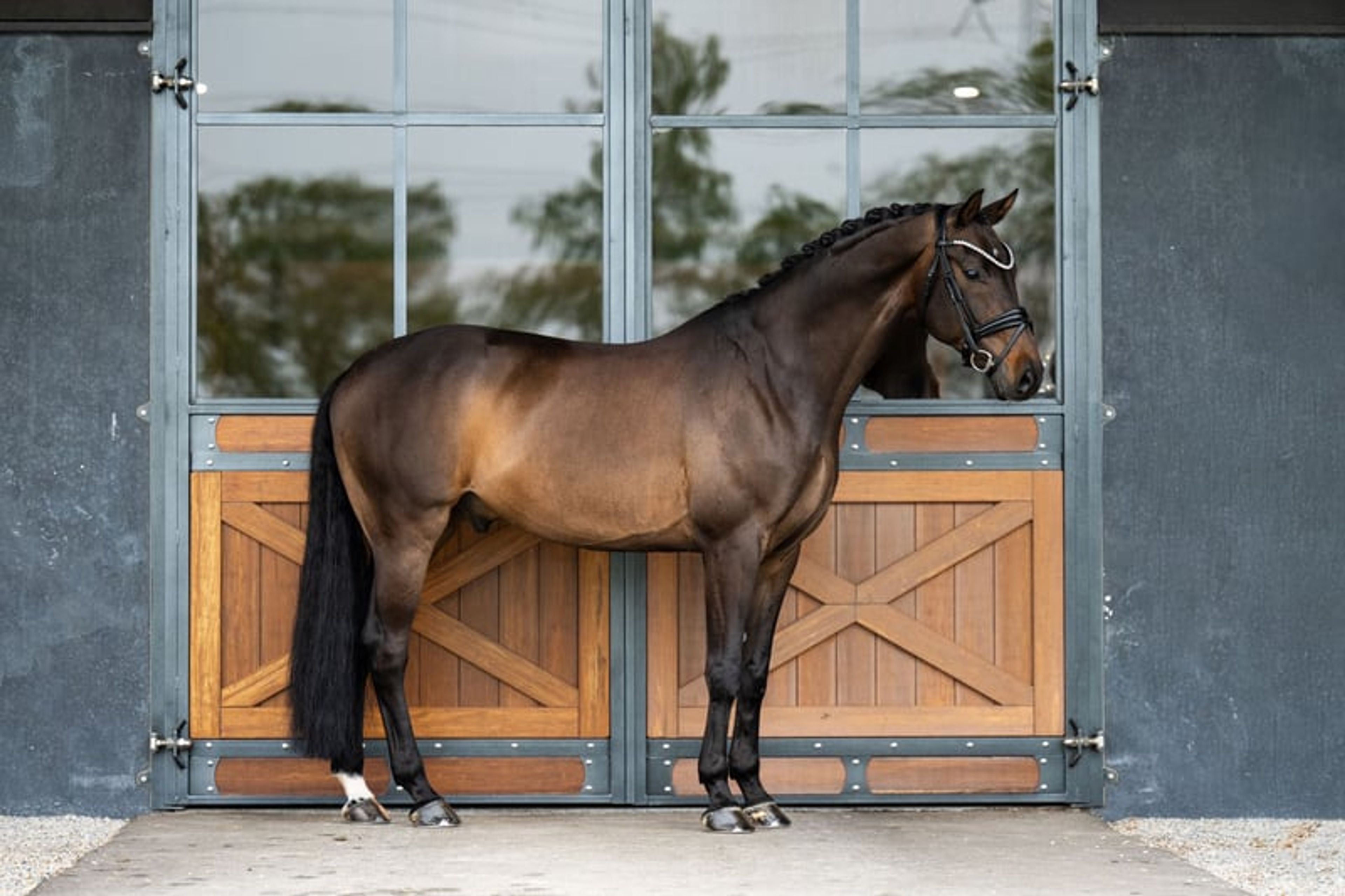 Lord Glamourdale - Exciting 9yo gelding For Sale! - Image 5