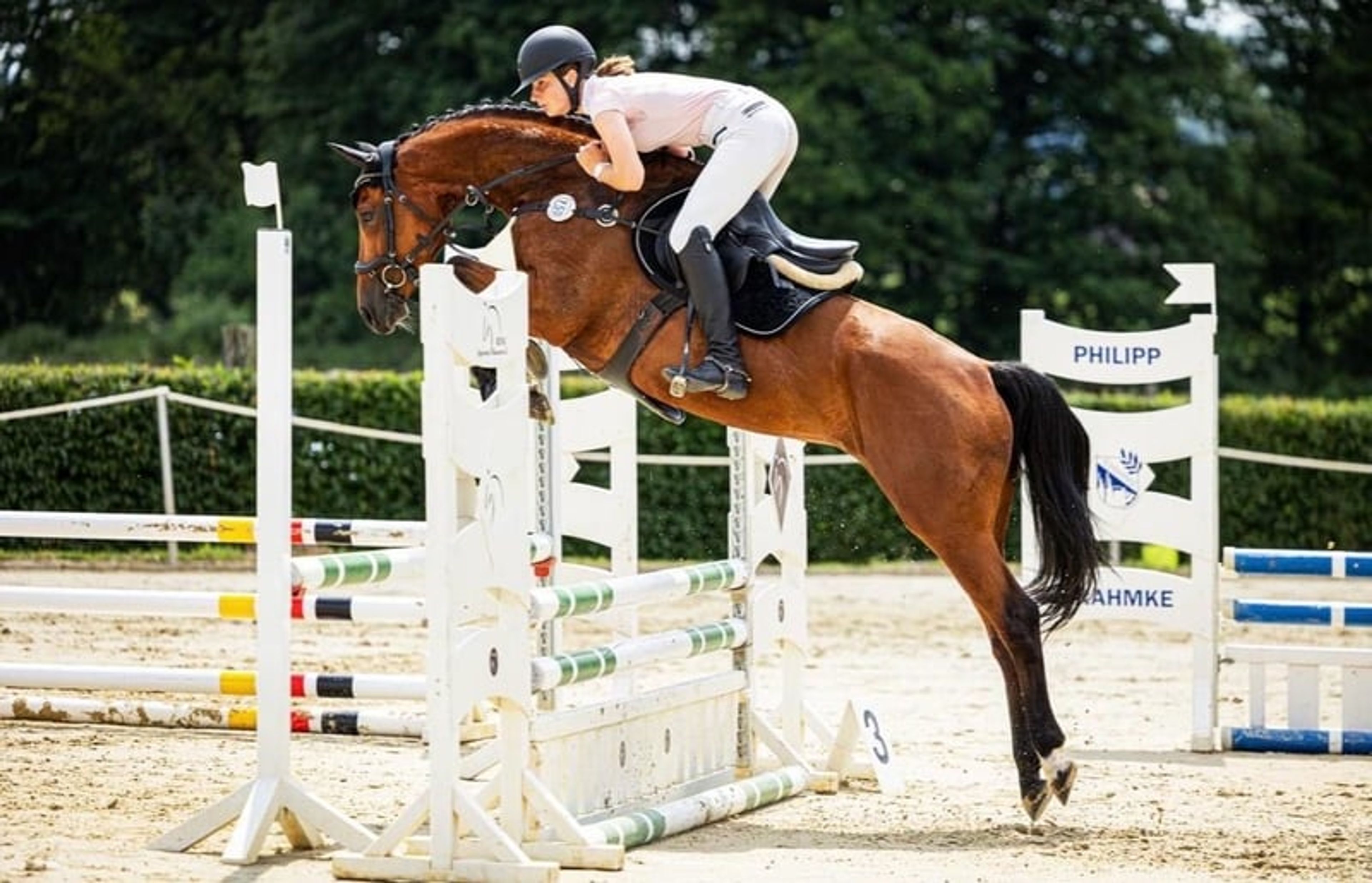 Westphalian mare by Dembelé – a lovely companion for leisure riding or breeding purposes