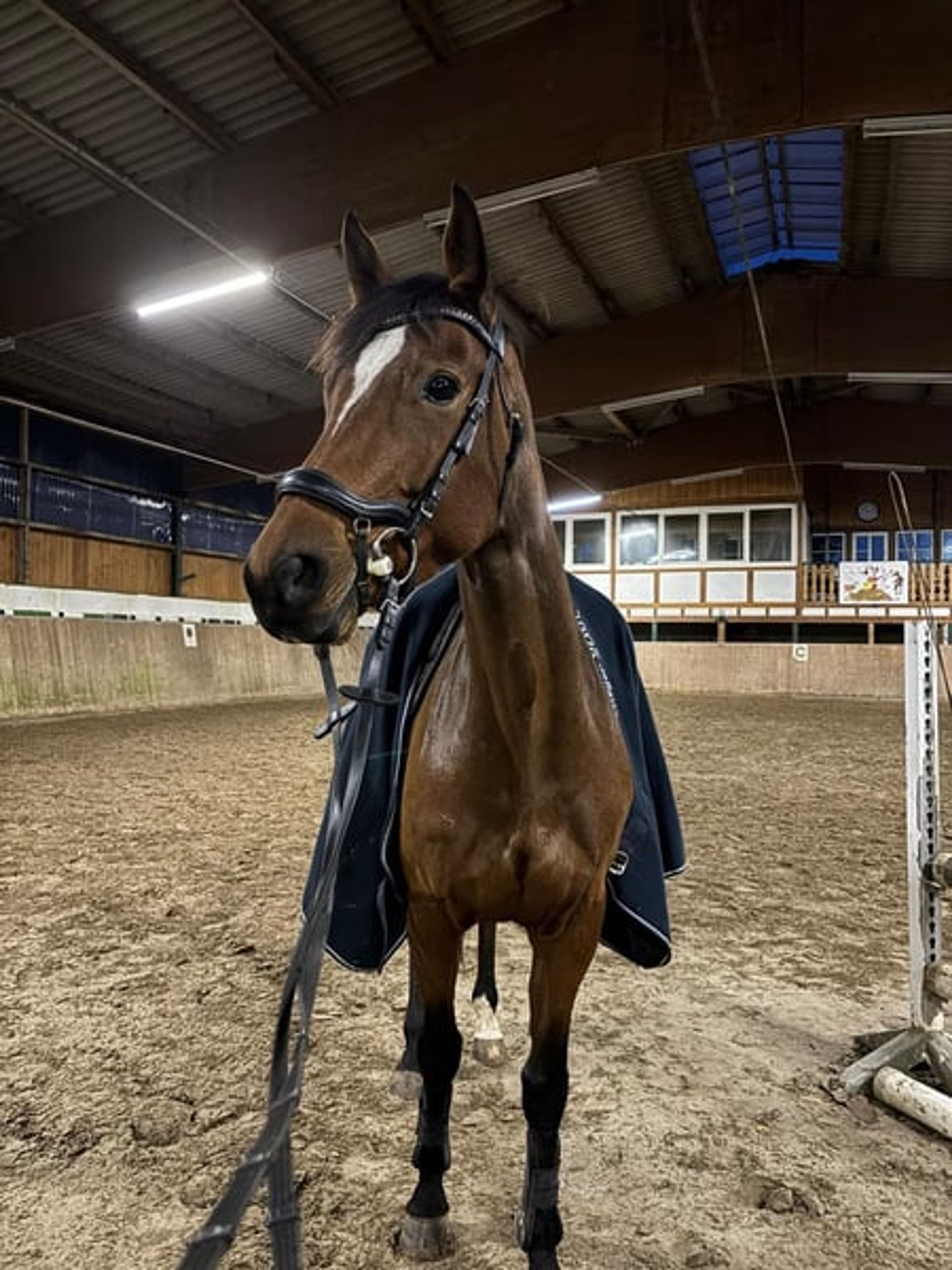 Westphalian mare by Dembelé – a lovely companion for leisure riding or breeding purposes - Image 2