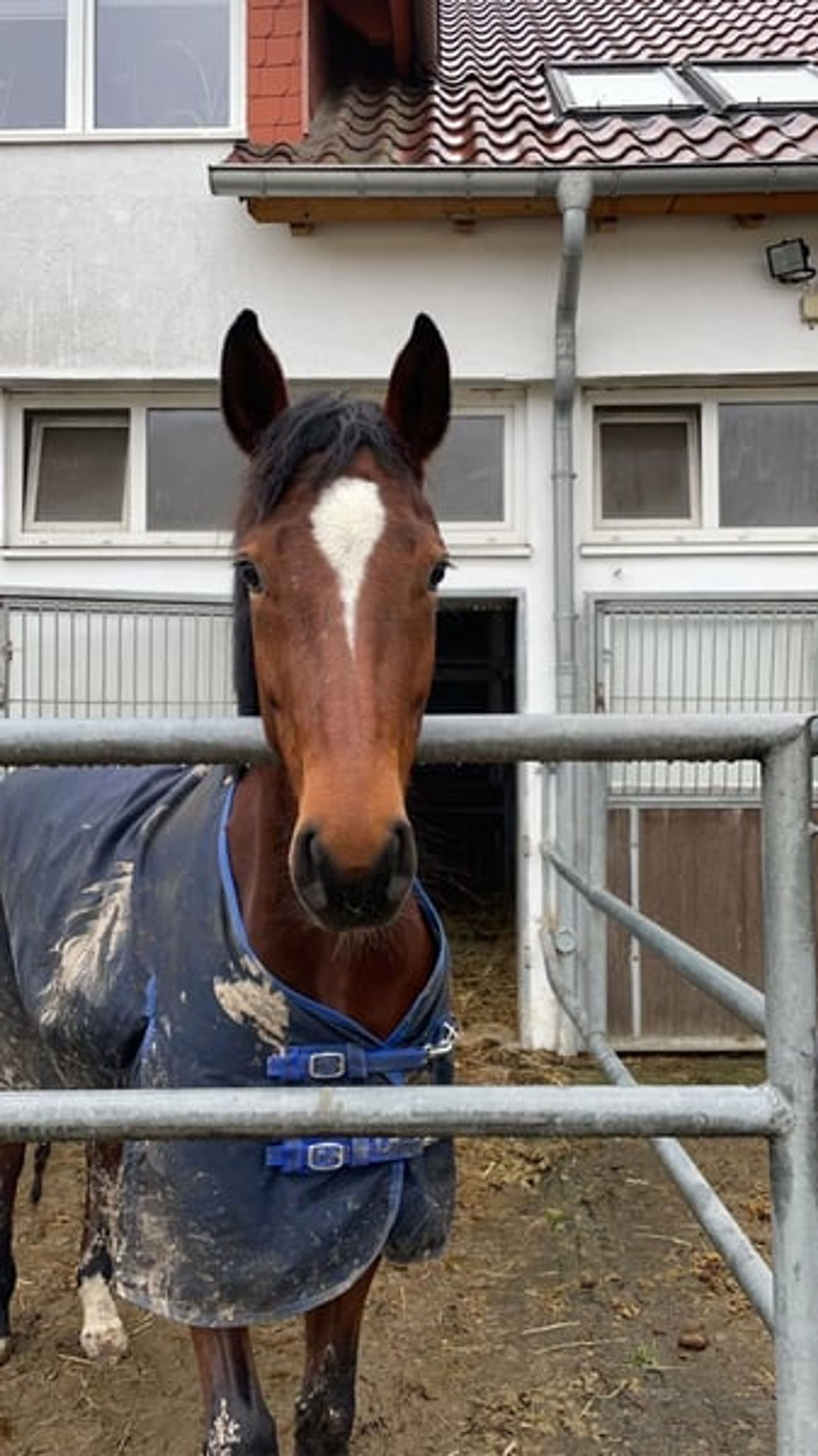 Westphalian mare by Dembelé – a lovely companion for leisure riding or breeding purposes - Image 3