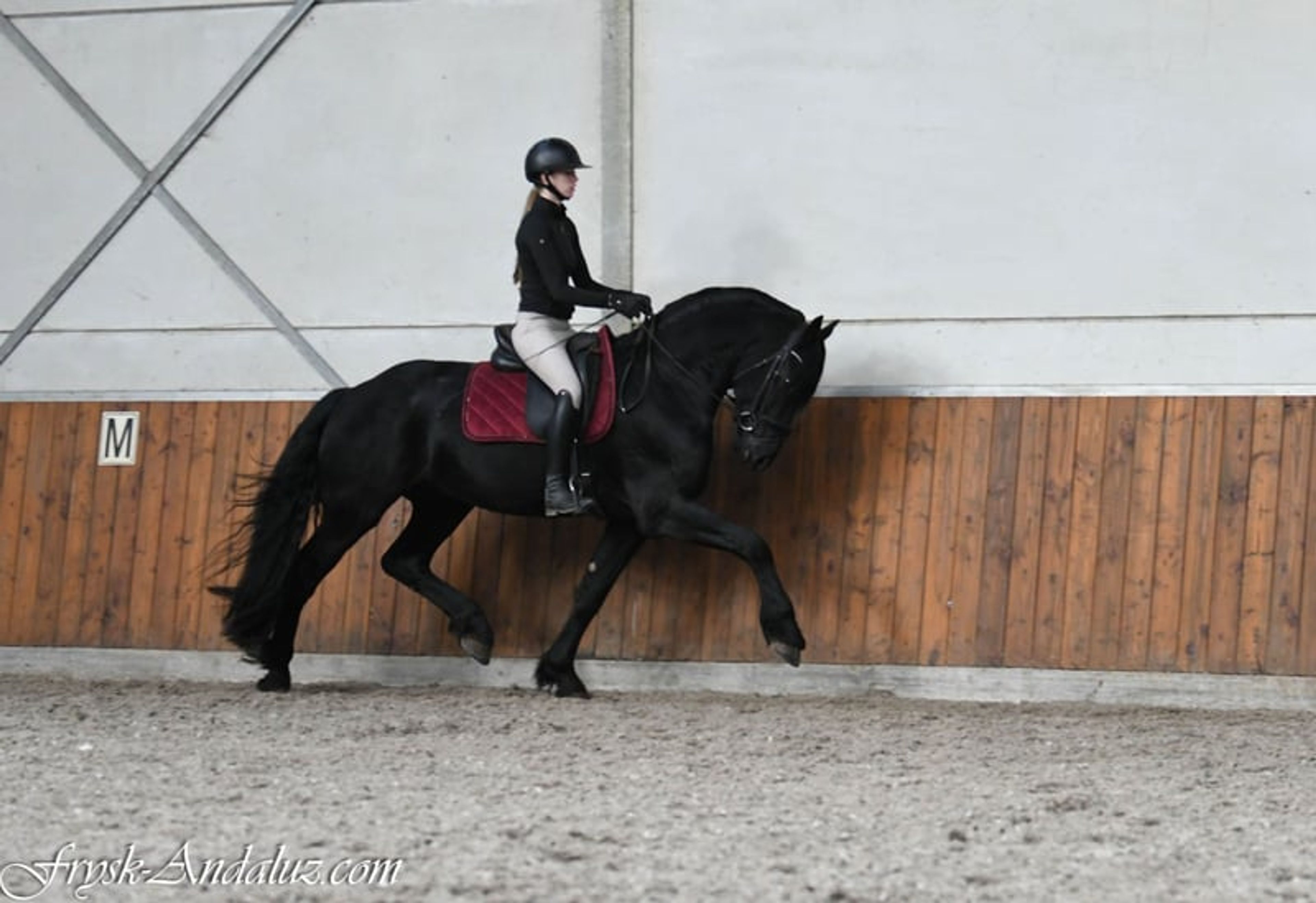 Handsome, well-moving Friesian stallion