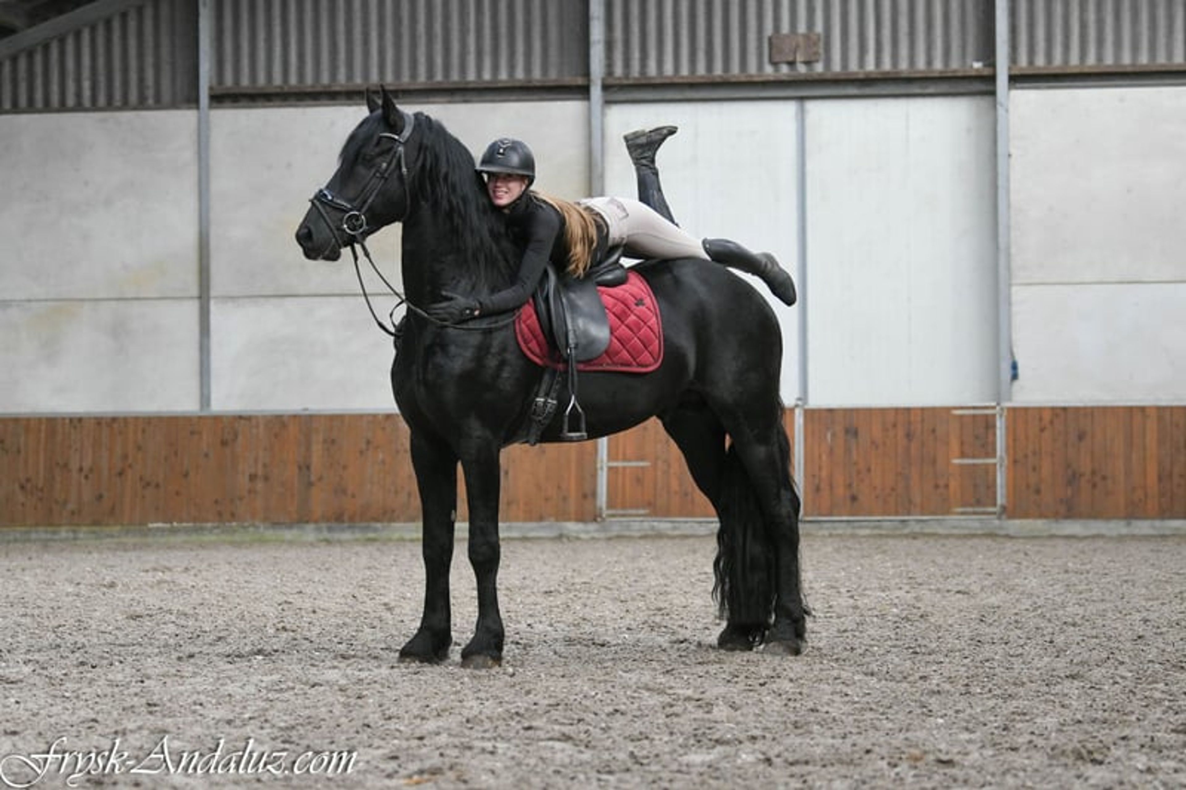 Handsome, well-moving Friesian stallion - Image 2