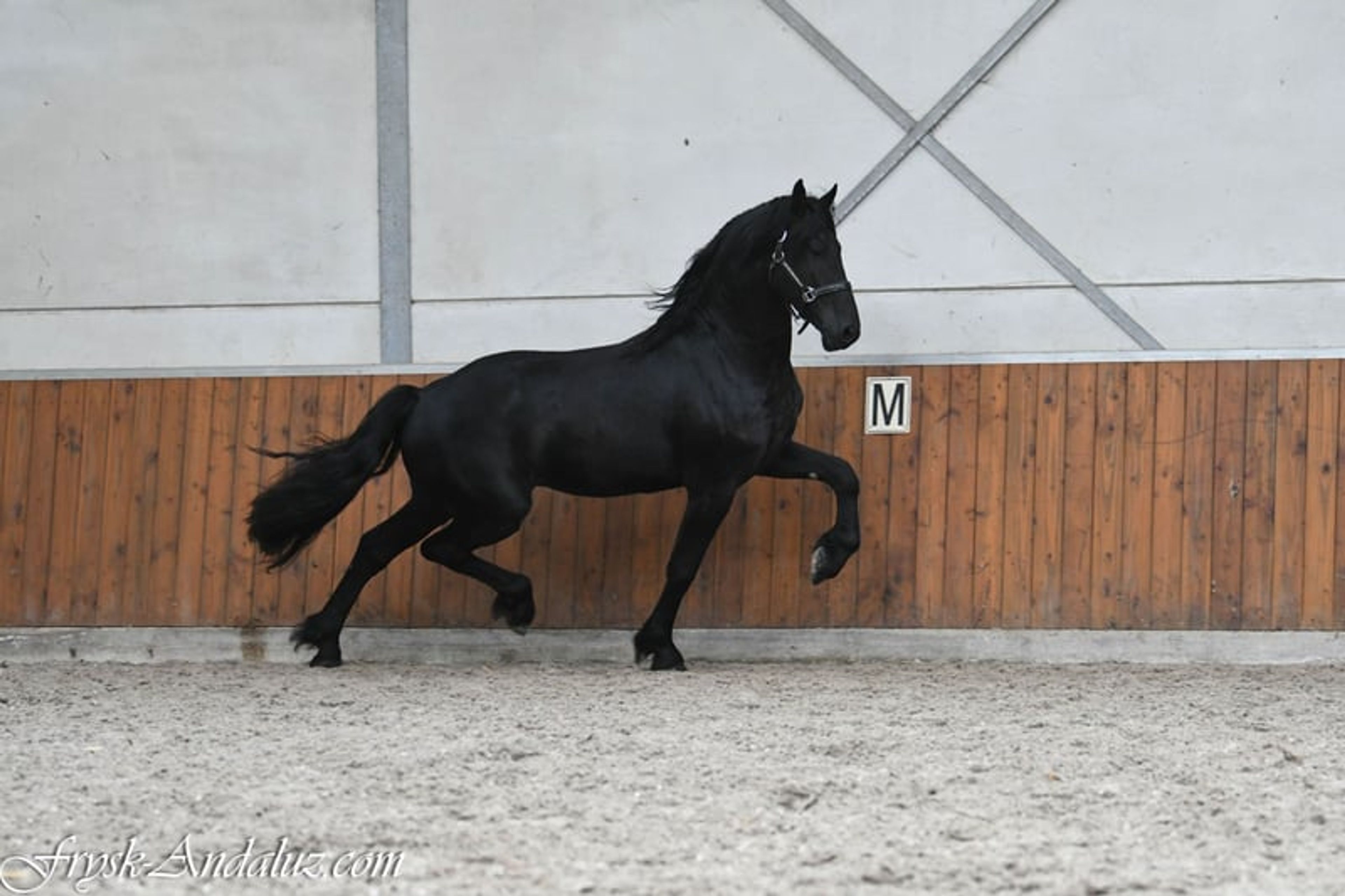 Handsome, well-moving Friesian stallion - Image 3