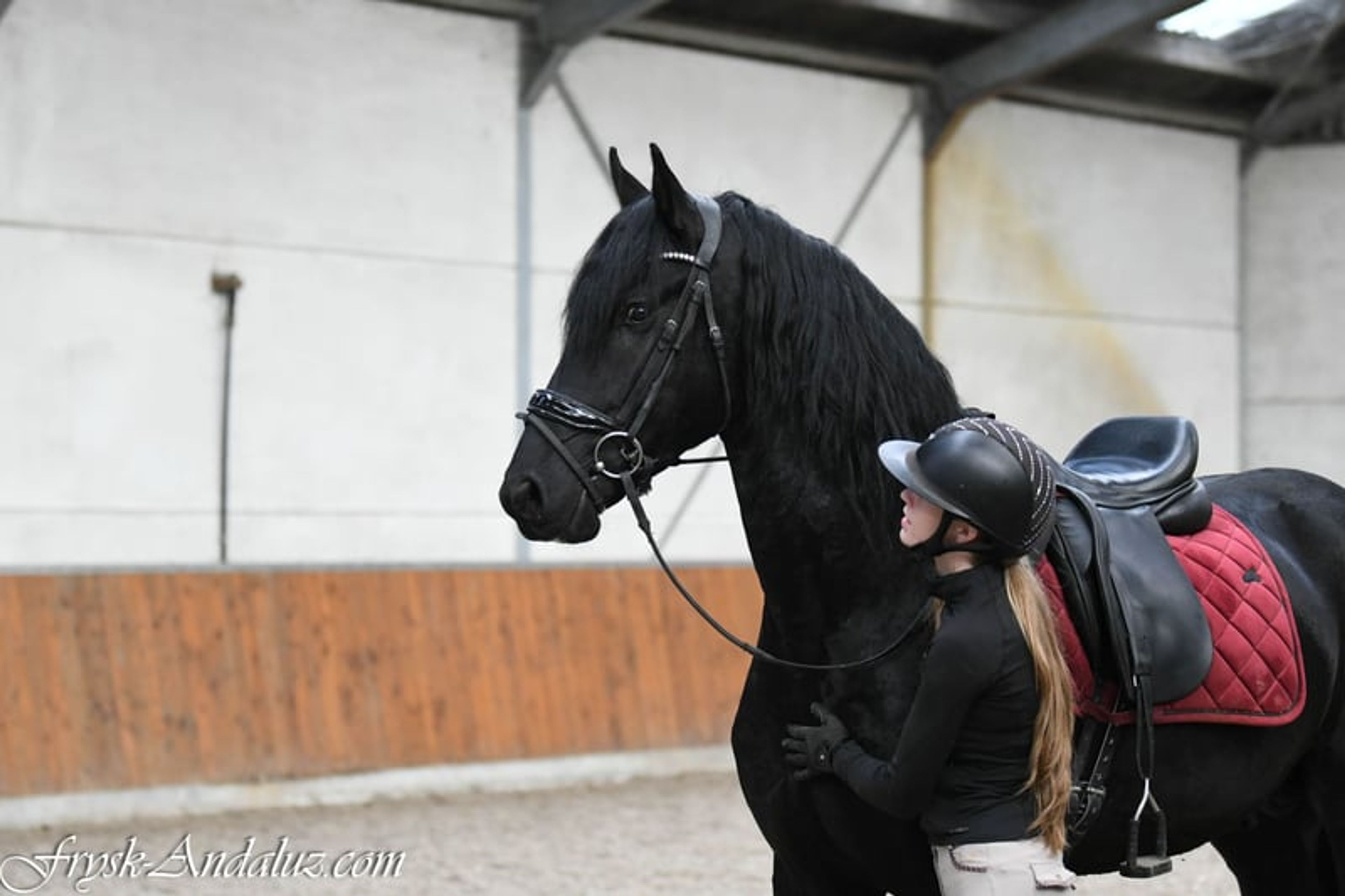 Handsome, well-moving Friesian stallion - Image 4