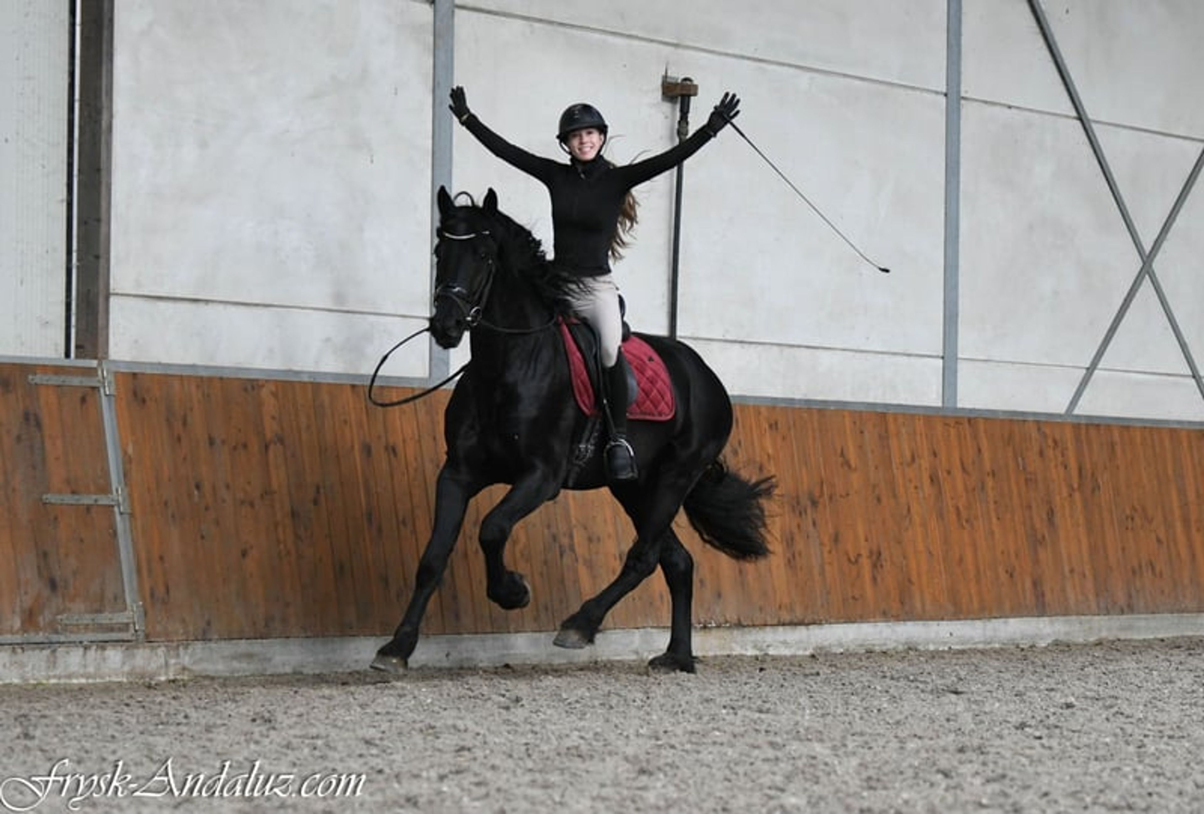 Handsome, well-moving Friesian stallion - Image 5