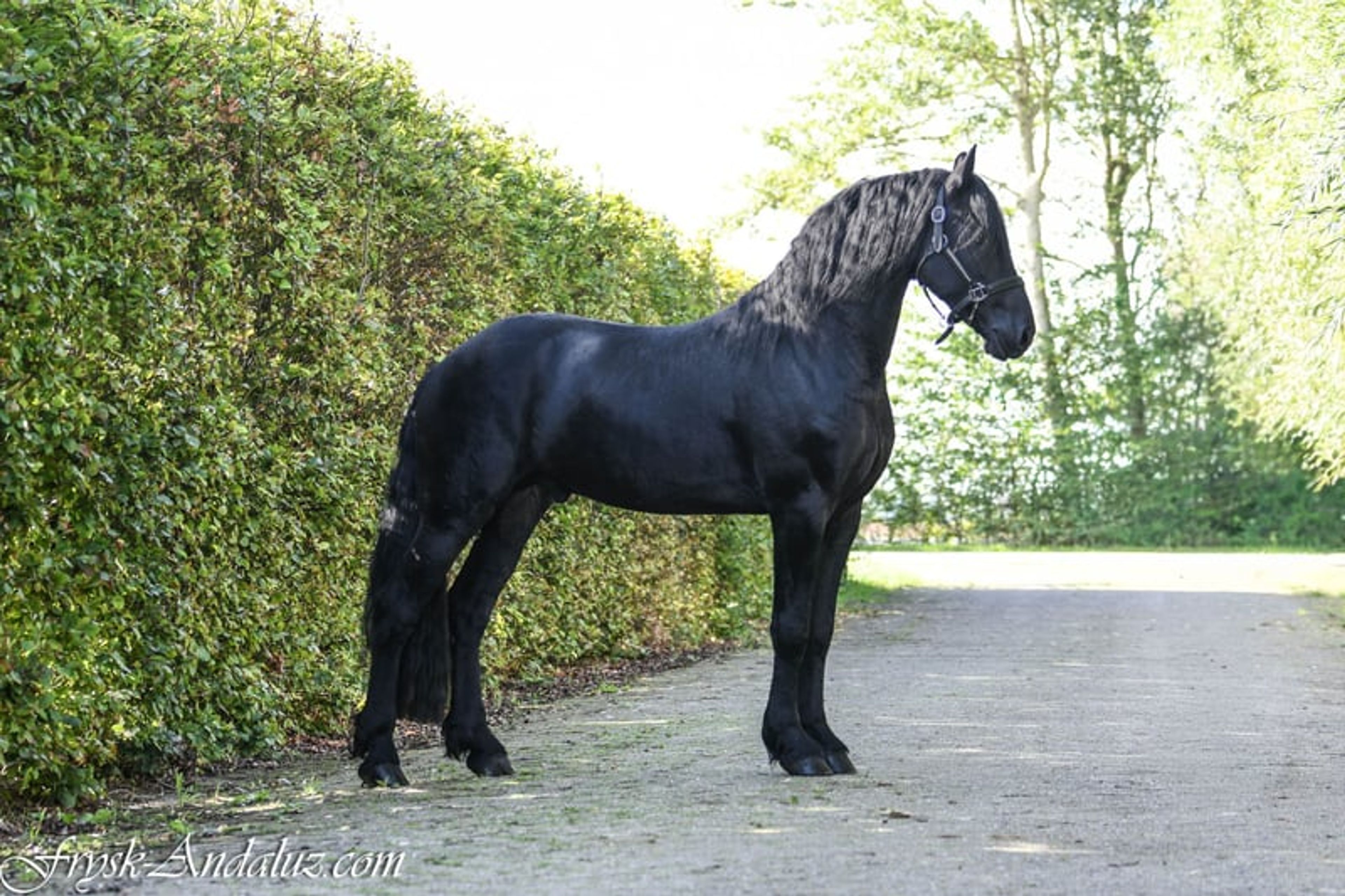 Handsome, well-moving Friesian stallion - Image 6