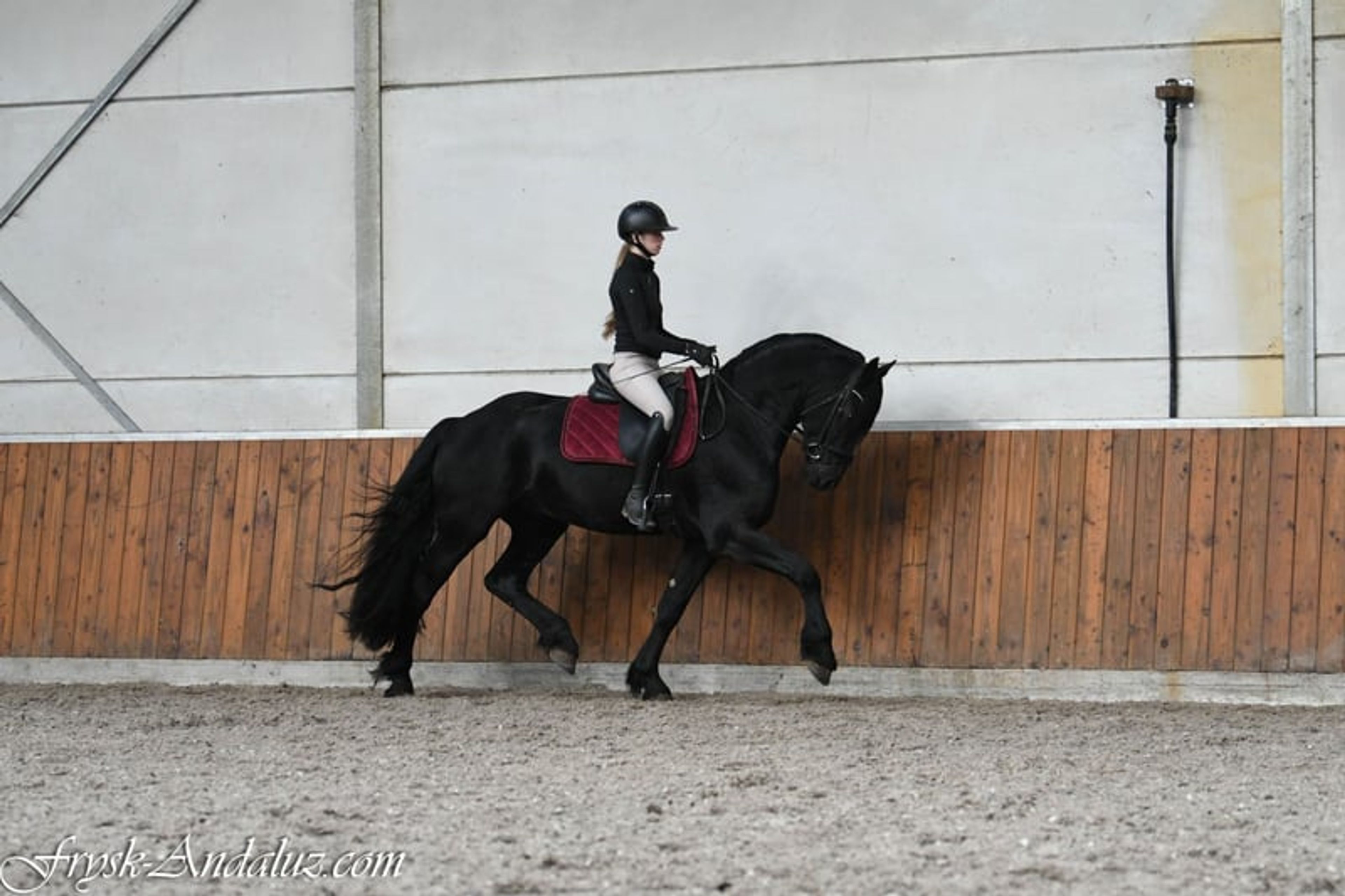Handsome, well-moving Friesian stallion - Image 7