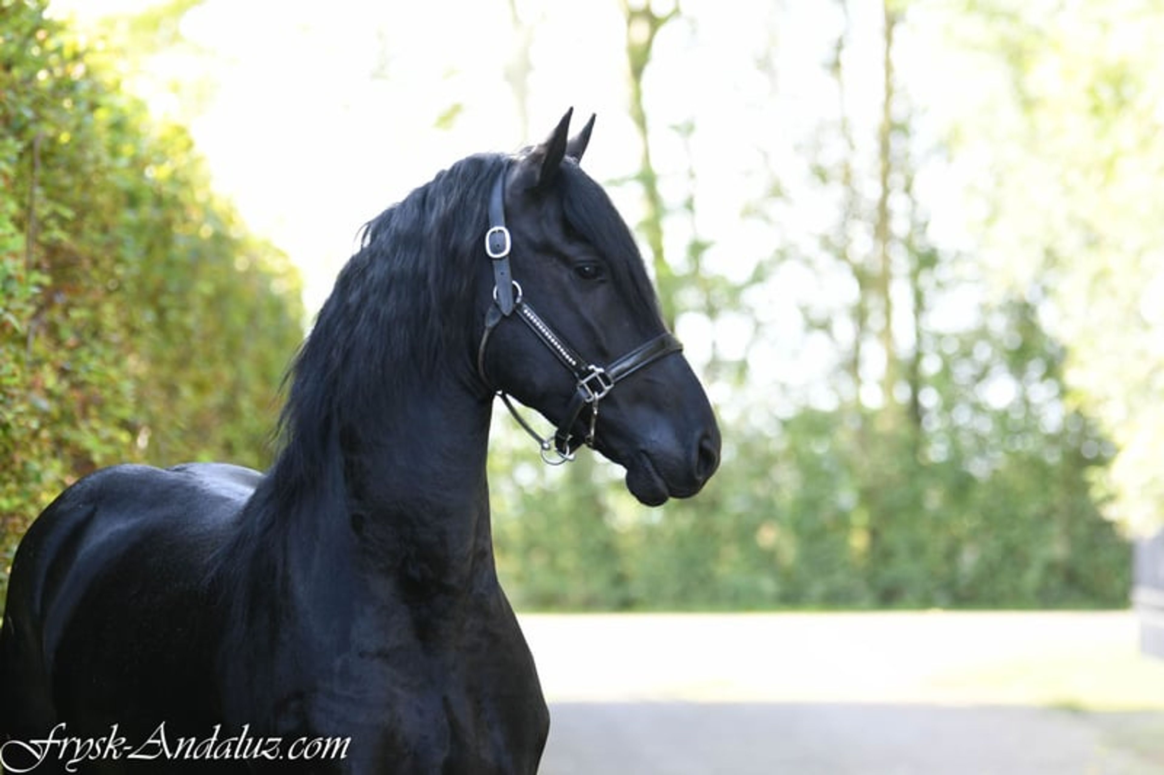 Handsome, well-moving Friesian stallion - Image 8