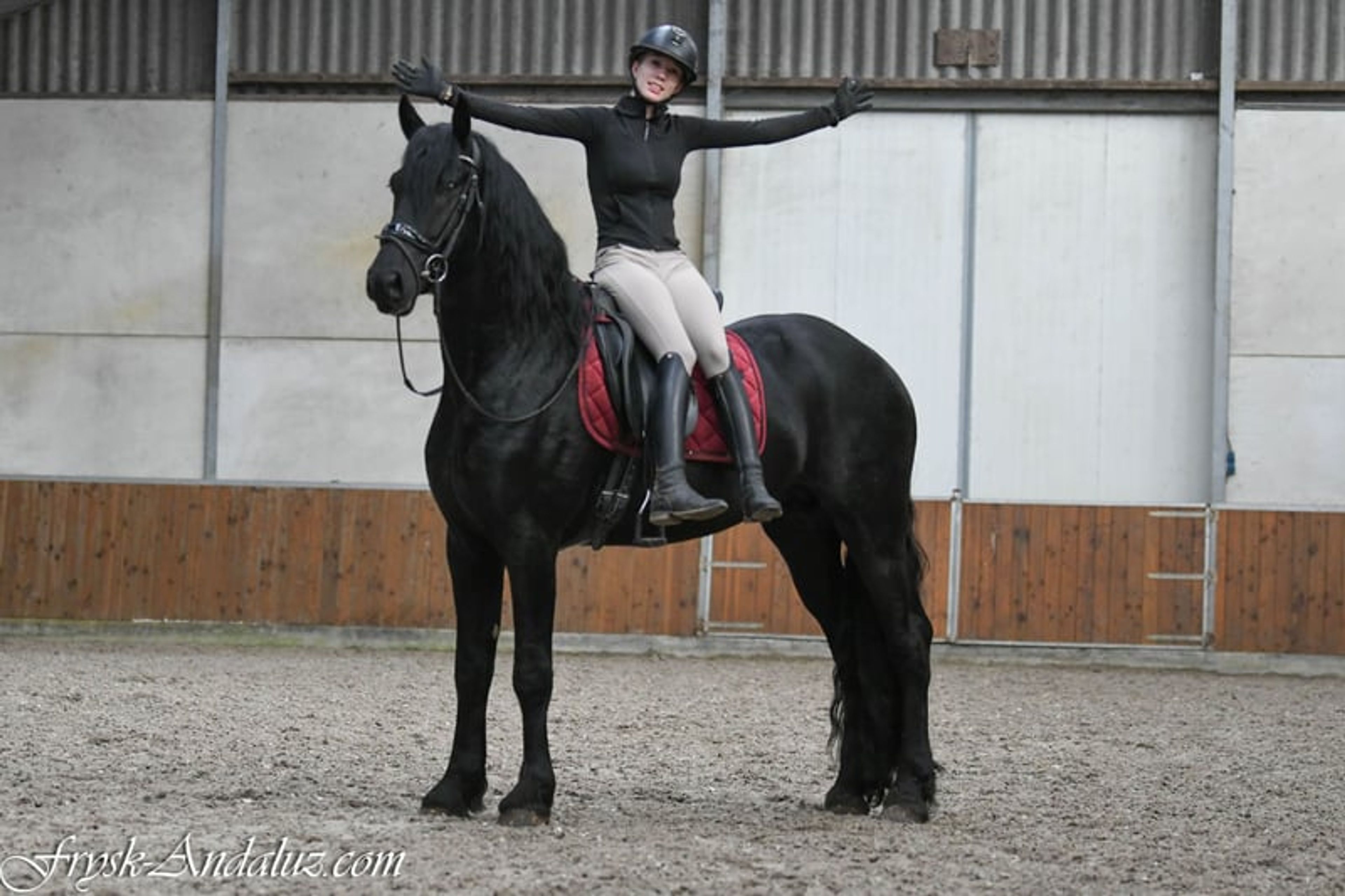 Handsome, well-moving Friesian stallion - Image 9