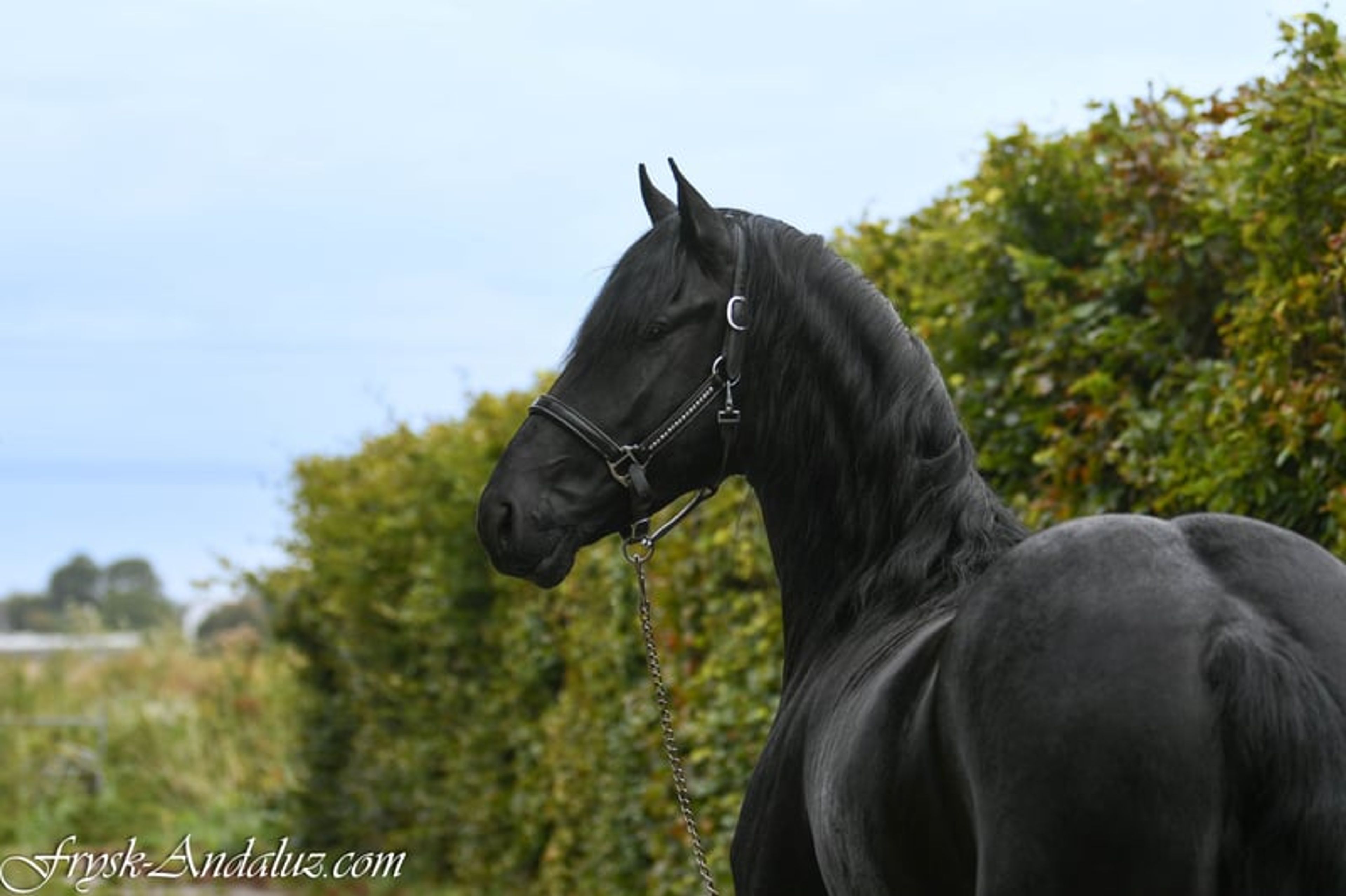 Handsome, well-moving Friesian stallion - Image 10