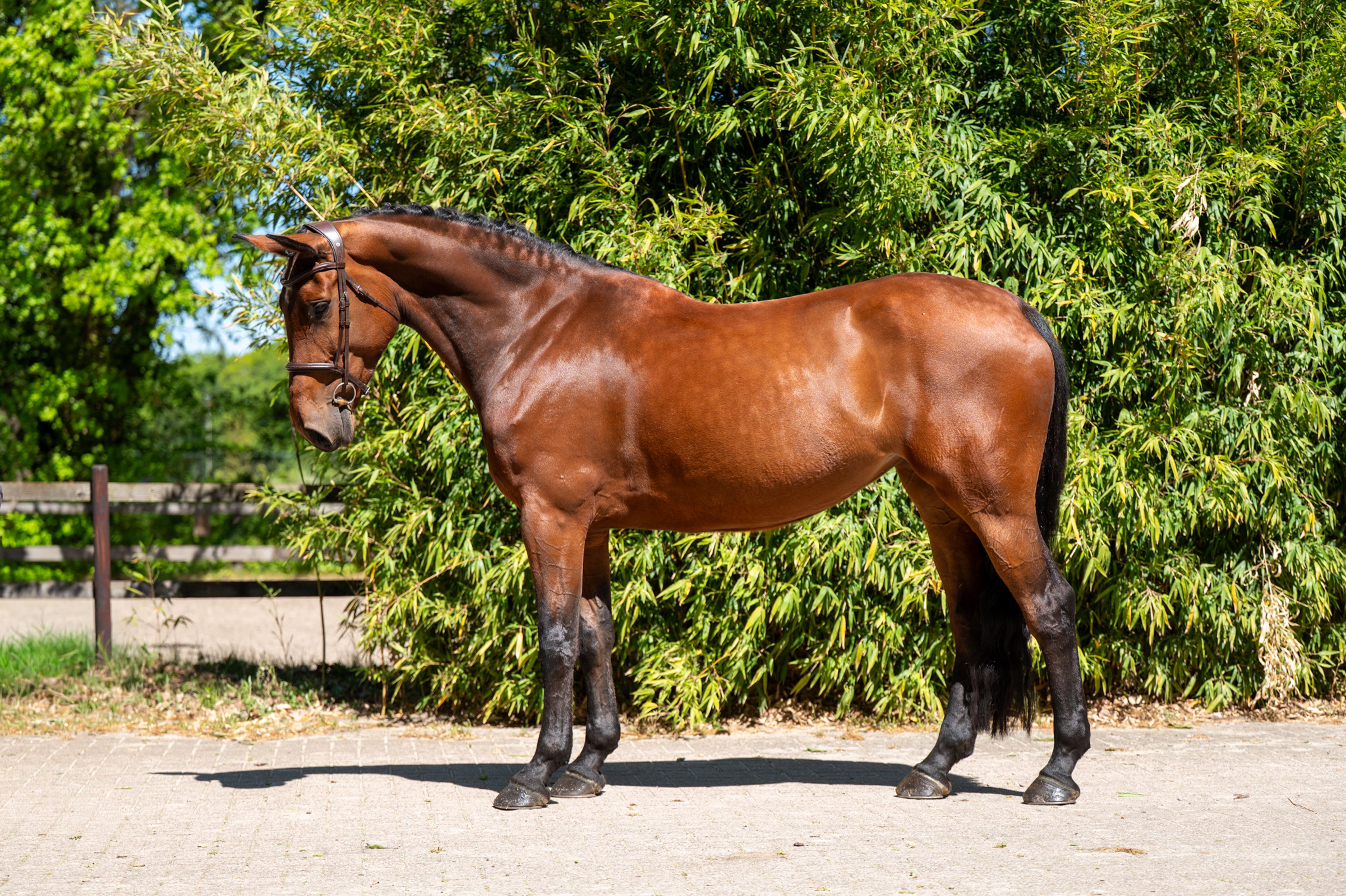 Appetite (ADSL x DARIUS) - Image 10