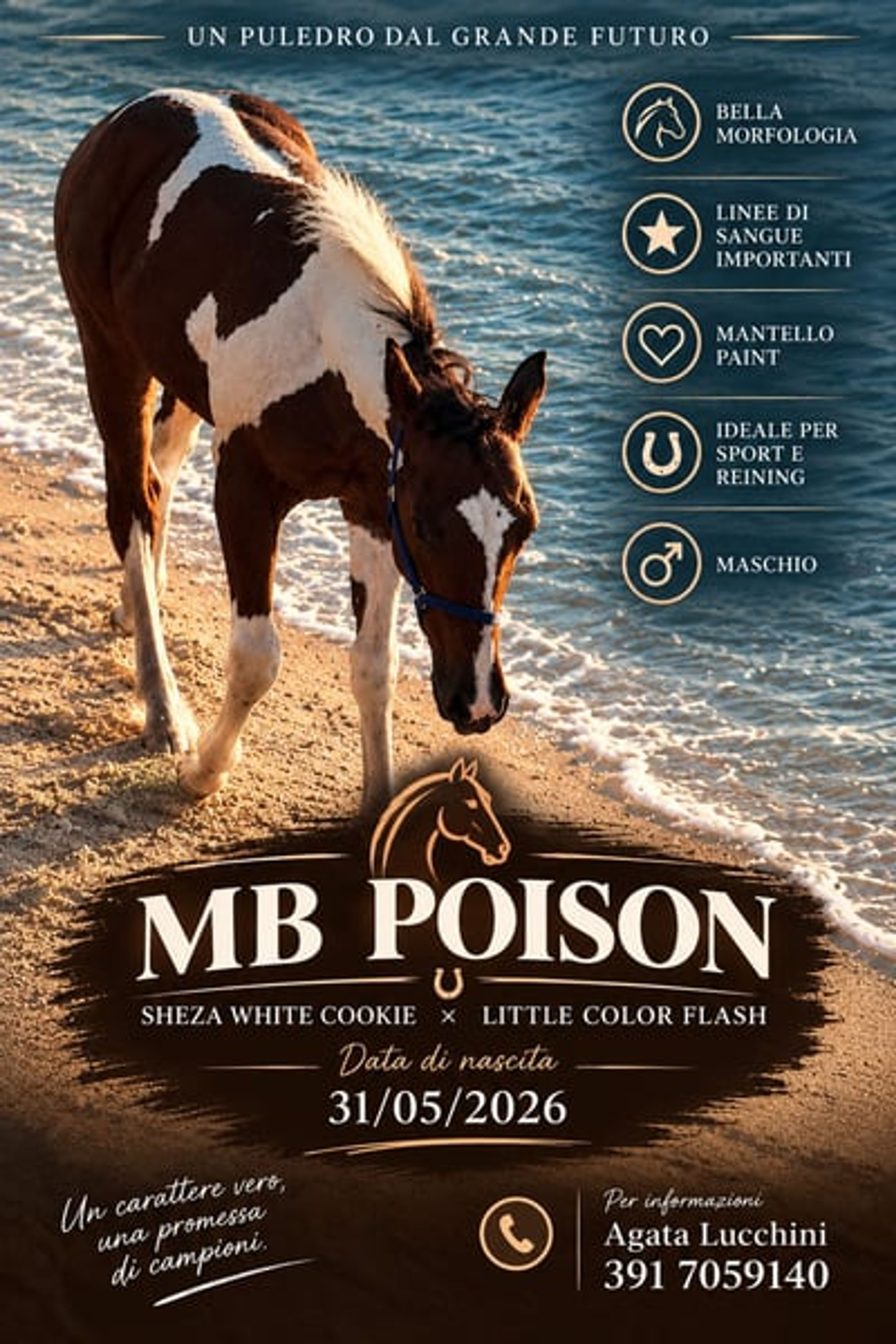 Stunning American Paint Horse youngster