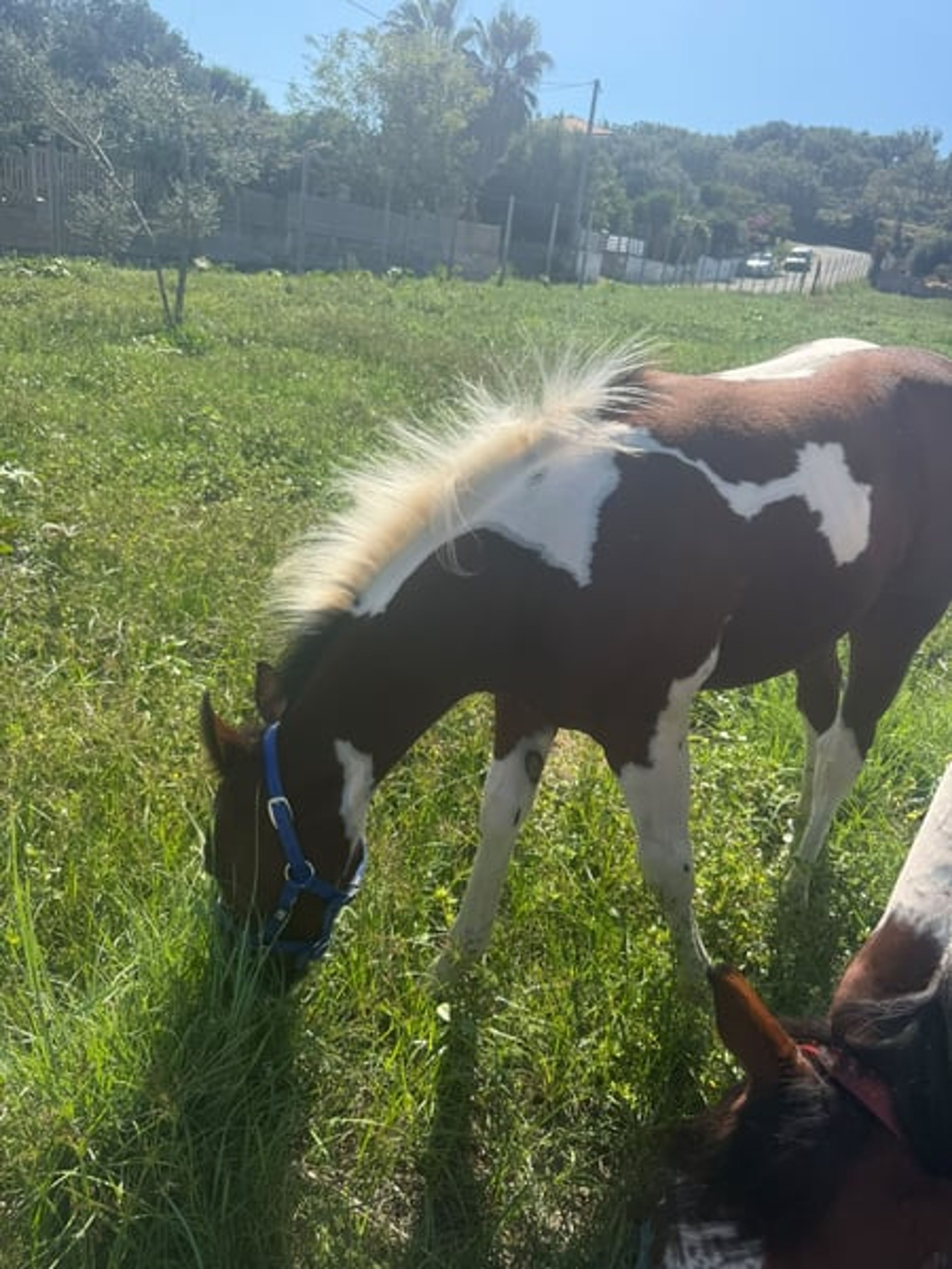 Stunning American Paint Horse youngster - Image 2