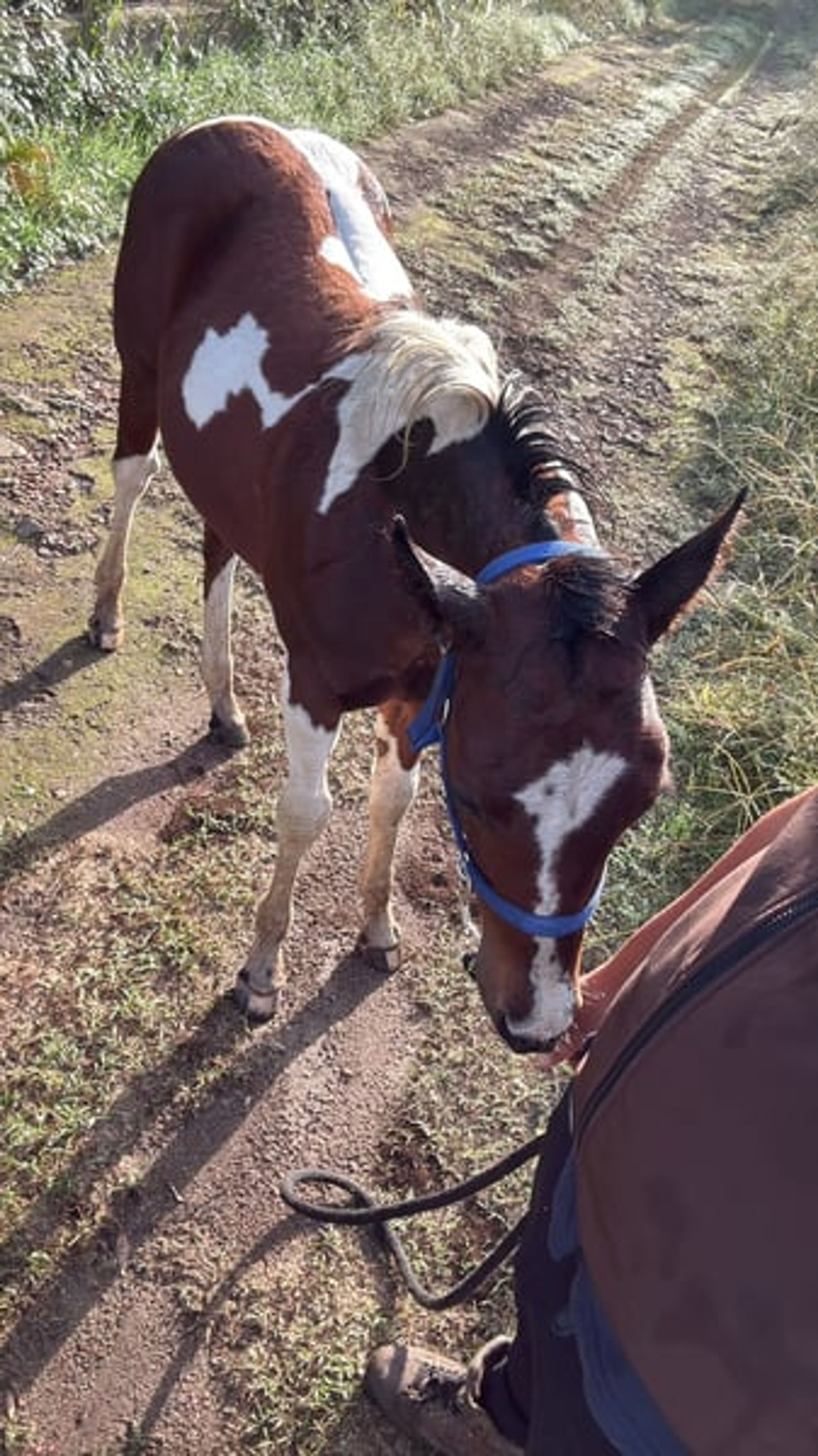 Stunning American Paint Horse youngster - Image 3