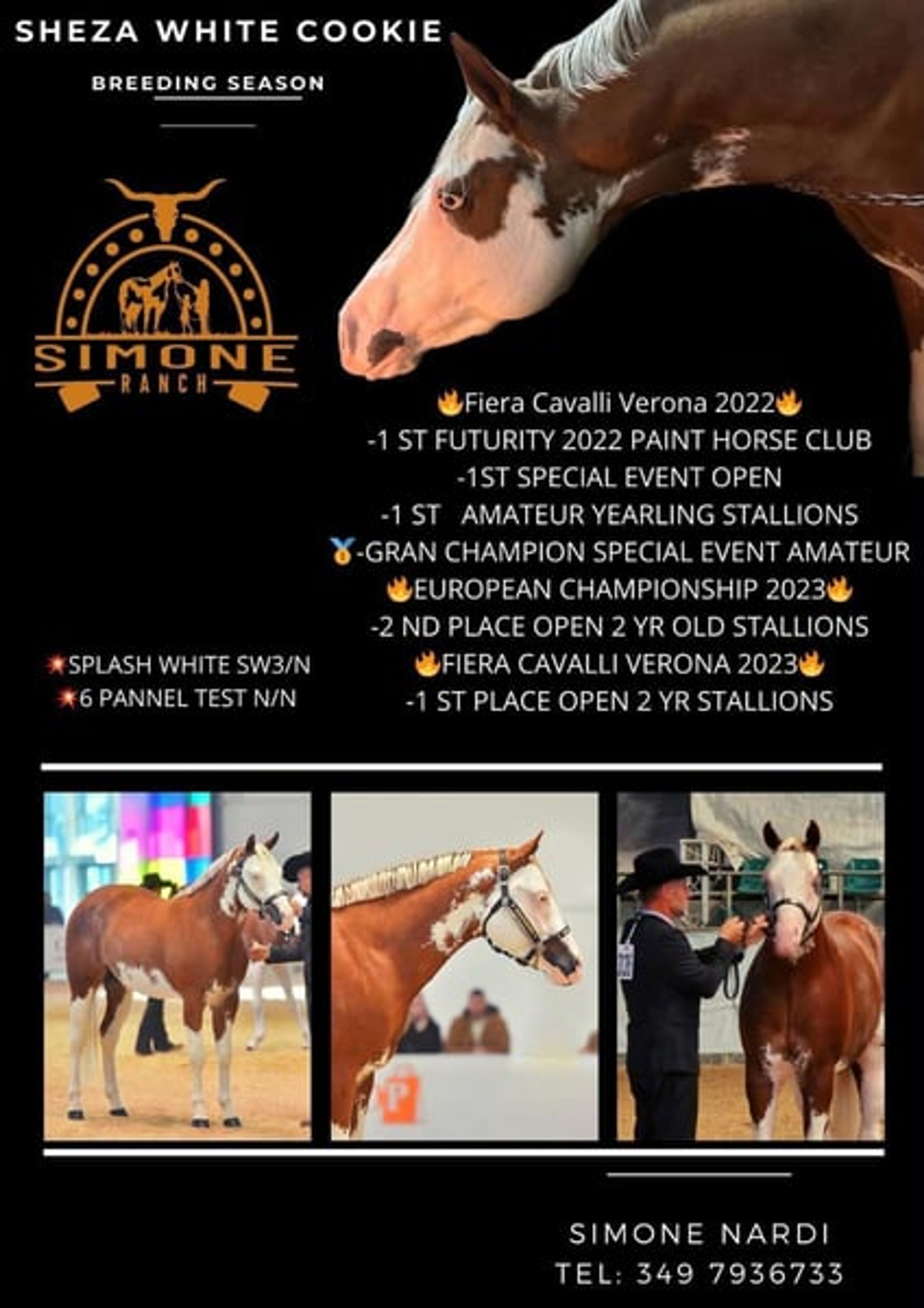 Stunning American Paint Horse youngster - Image 4
