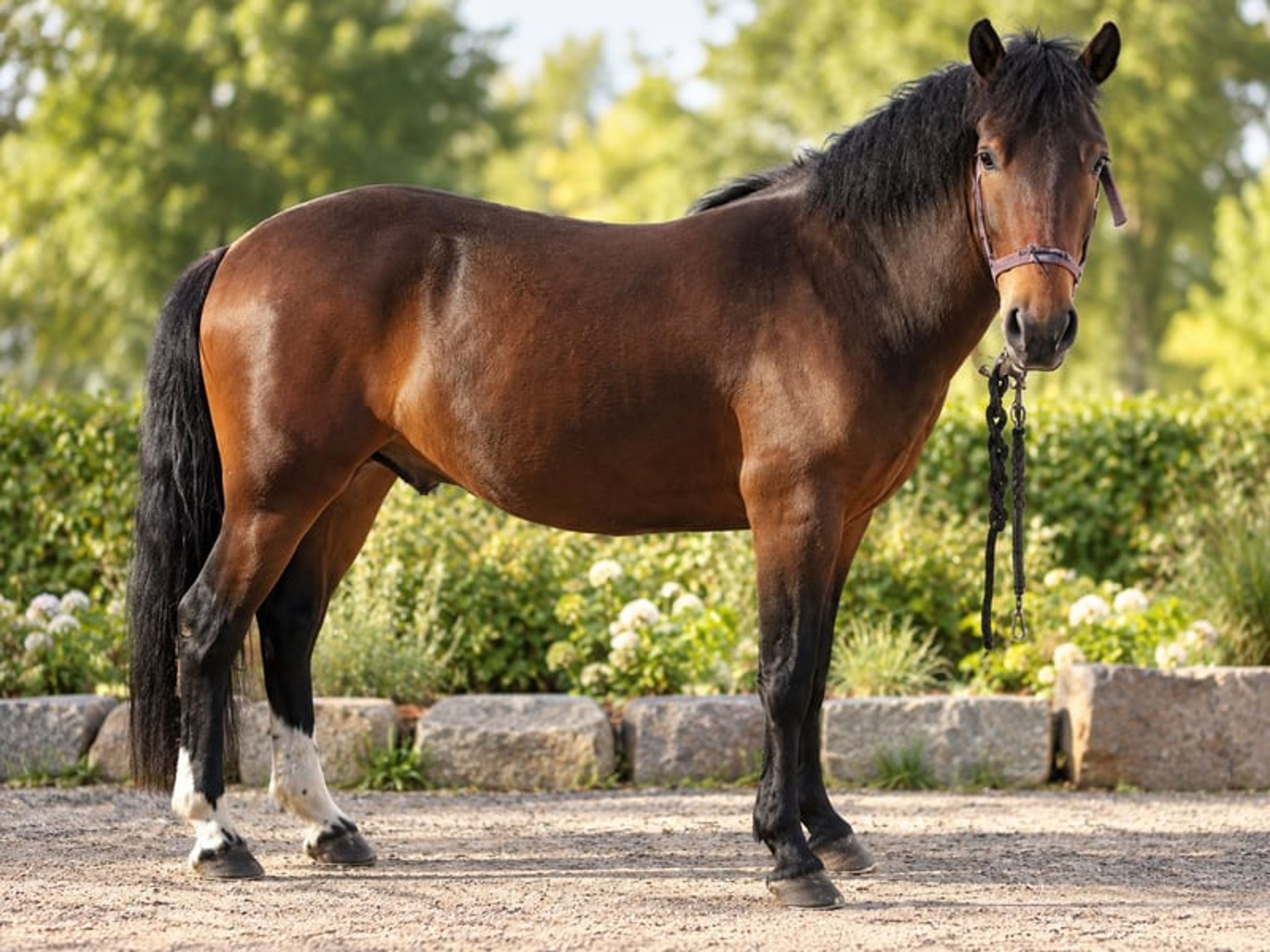 ❤️ Unflappable Children’s & Family Pony with a Dream Temperament