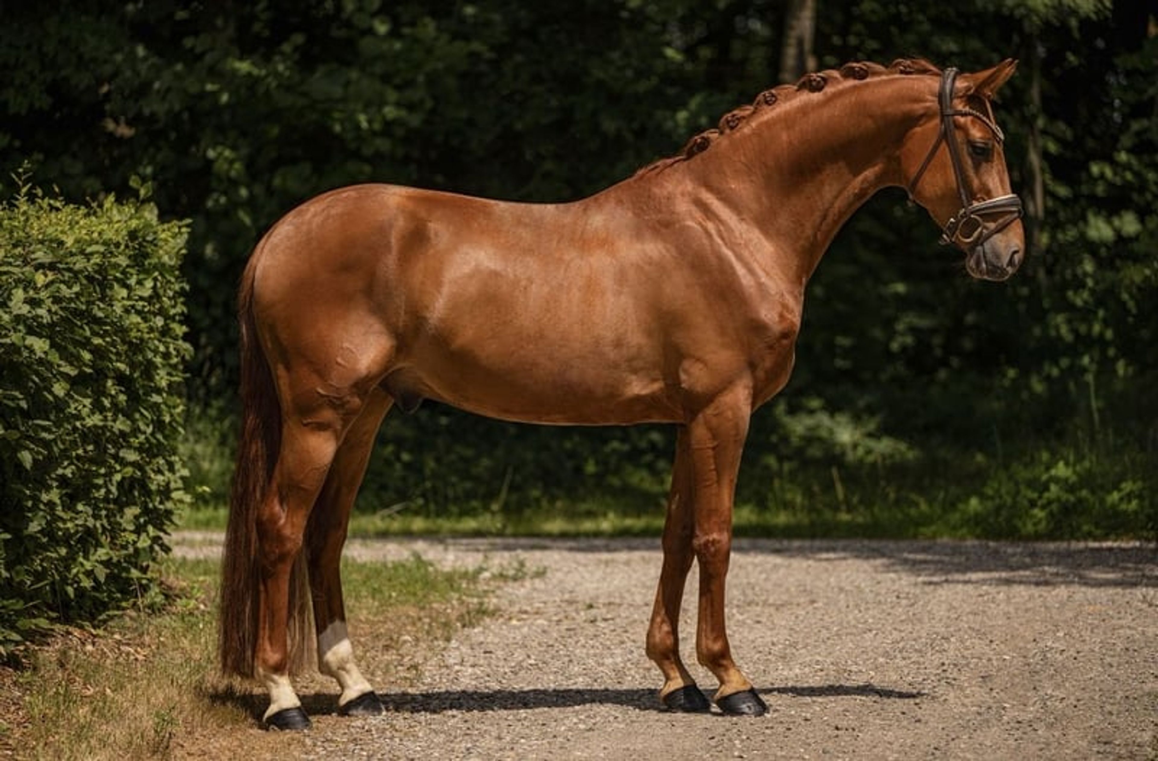 ⚜️ Successful young star of exceptional quality with an excellent temperament ⚜️ video 2