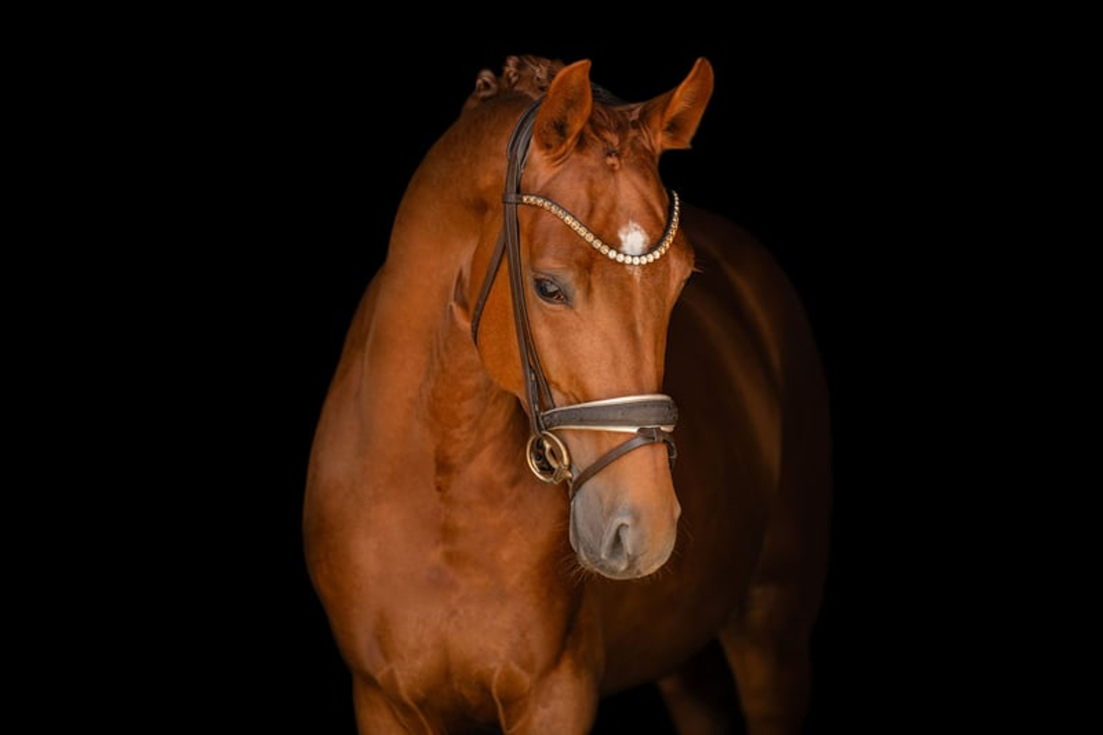 ⚜️ Successful young star of exceptional quality with an excellent temperament ⚜️ - Image 7