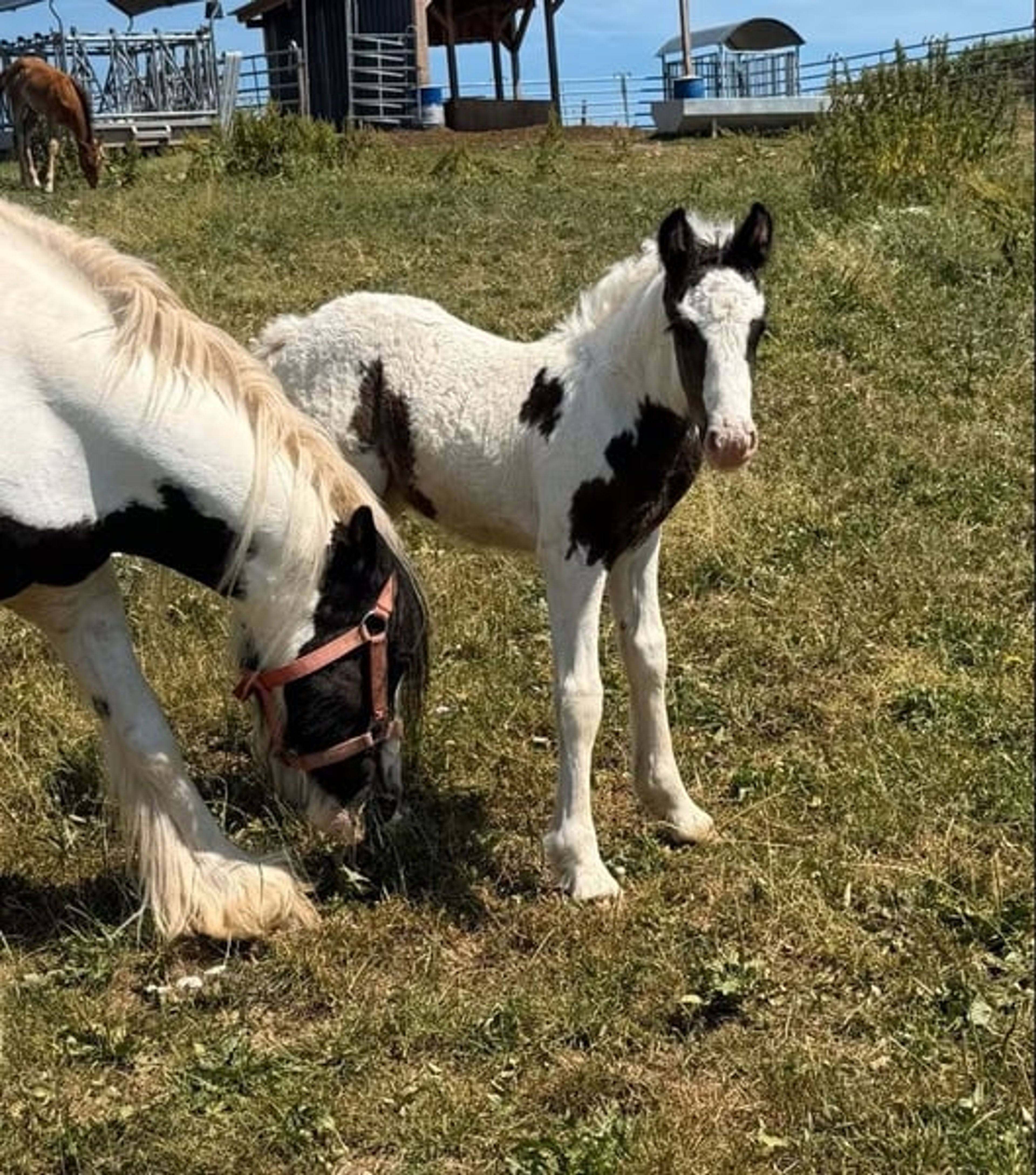 Tinker mare with filly foal – also available separately