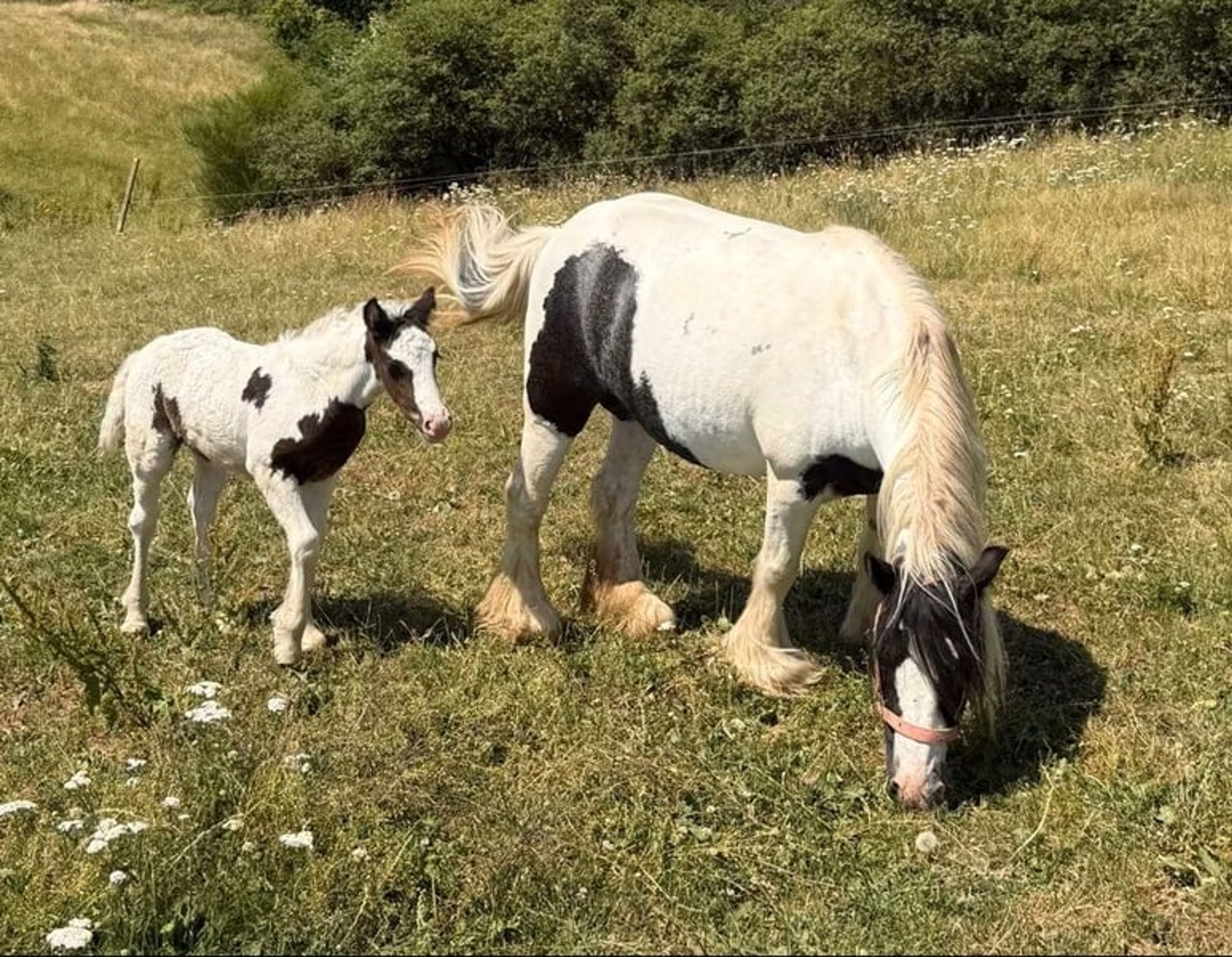 Tinker mare with filly foal – also available separately - Image 2